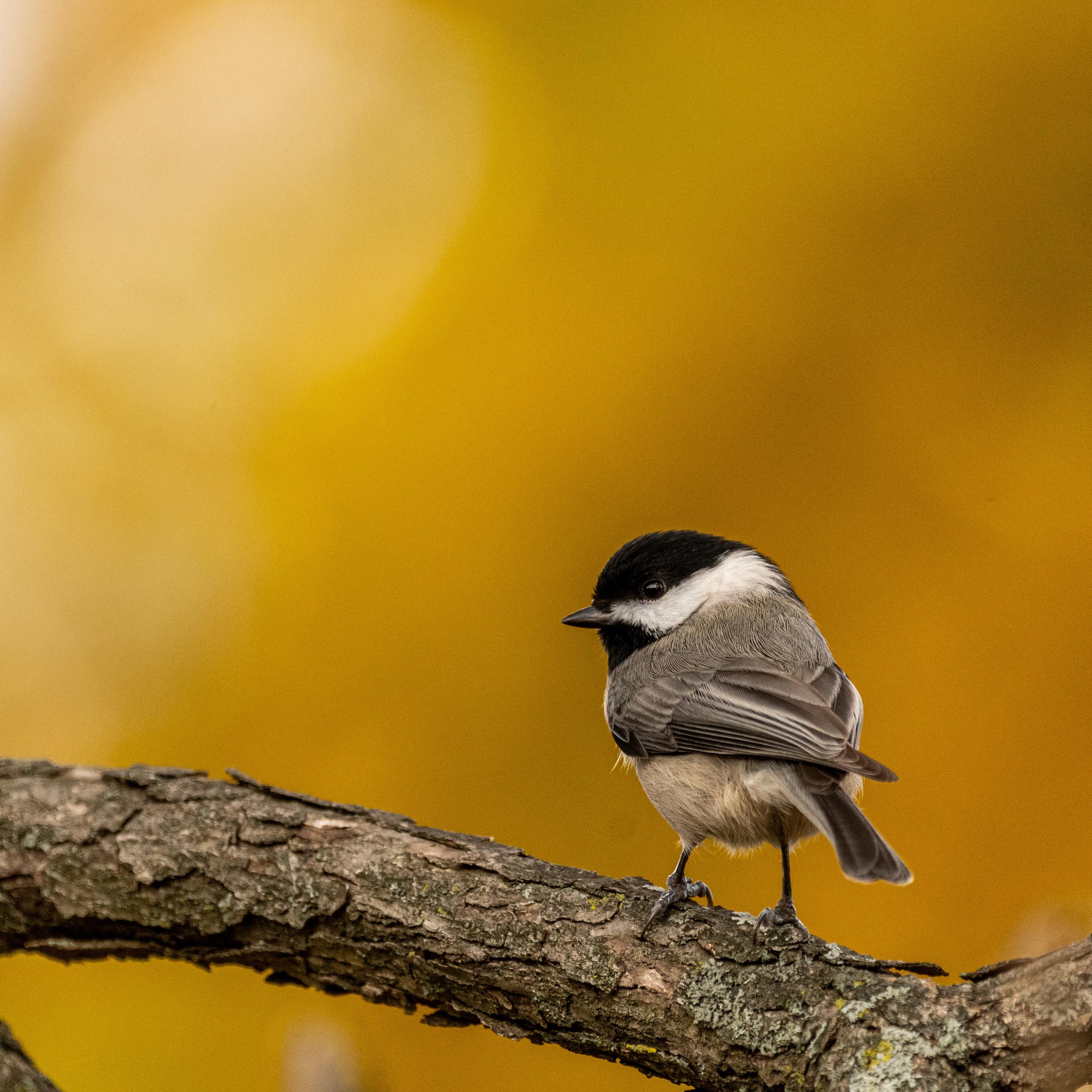 The Three Questions That Tell You What to Automate