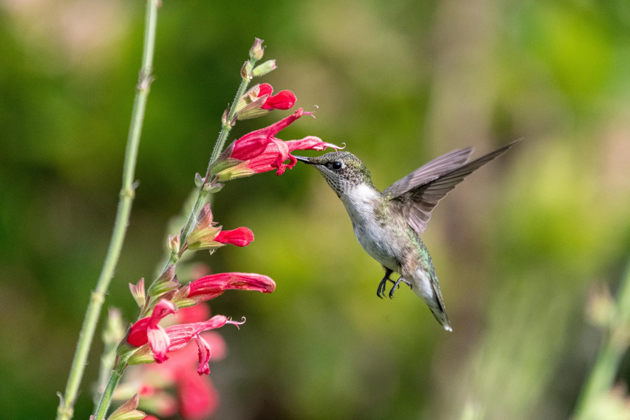 SDLC is Dead, Long Live the SDLC