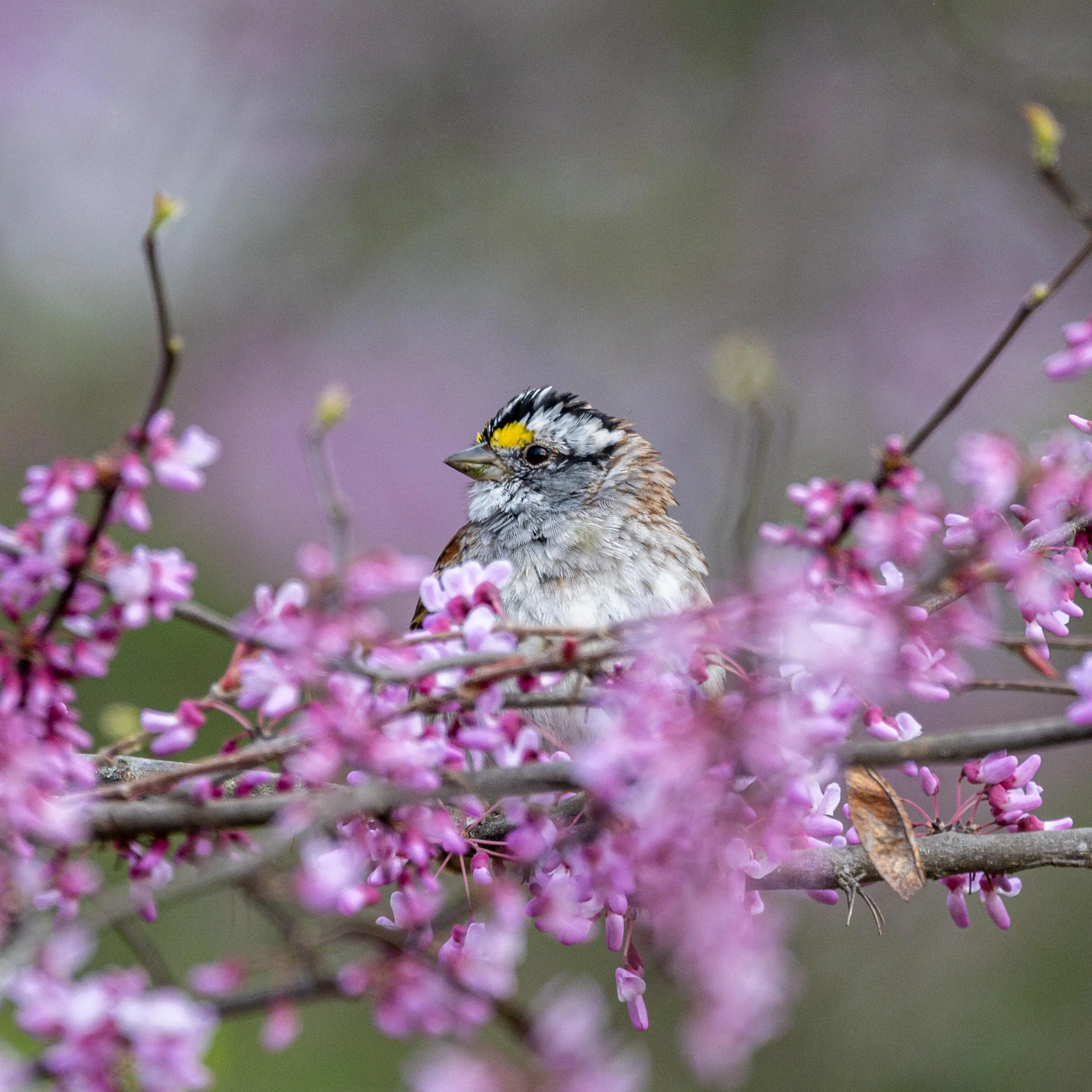 Why Every AI Workflow Converges on the Same Architecture