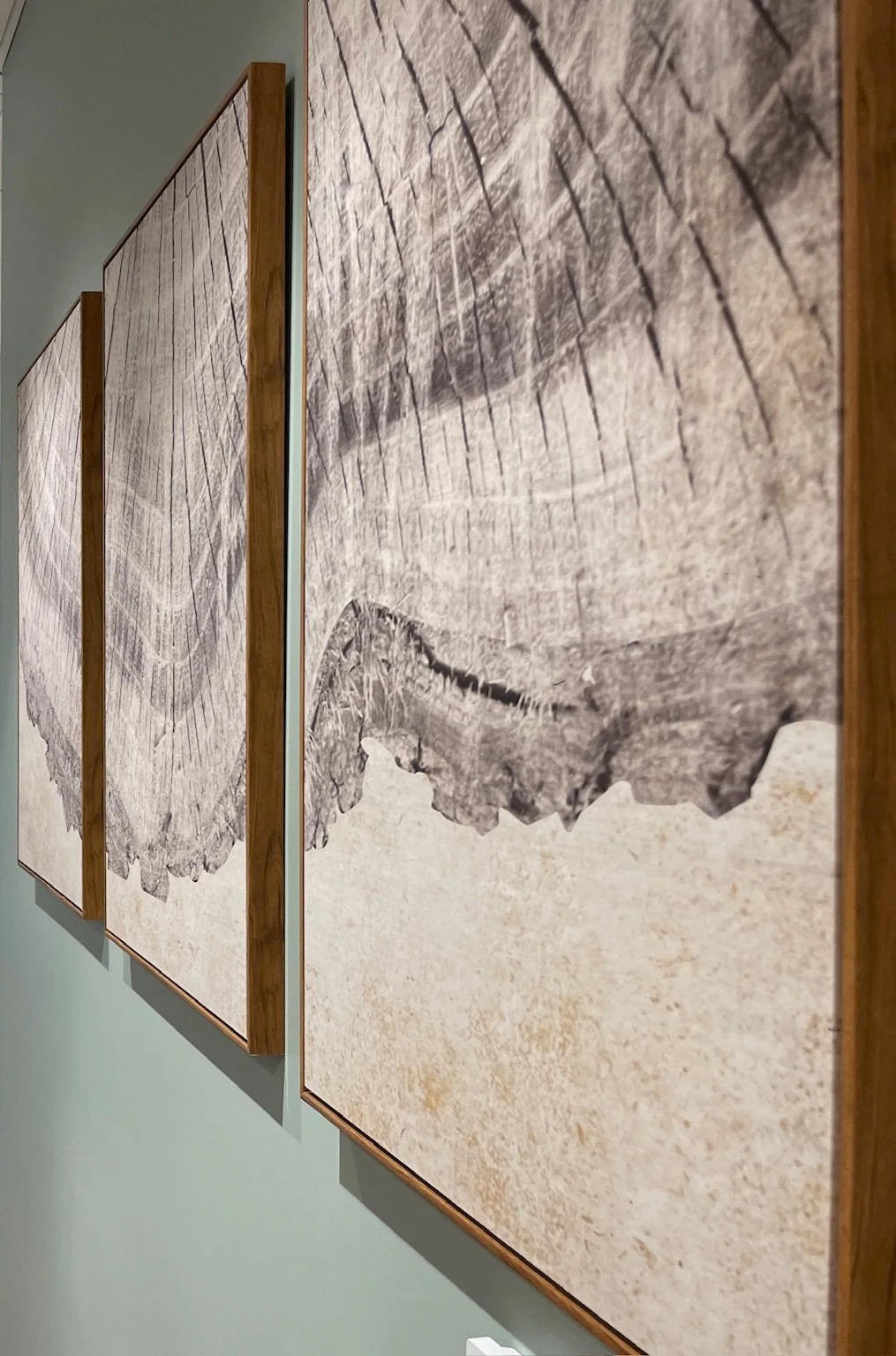 Close-up of three framed black-and-white photographs of tree cross-sections hung on a light green wall in a museum or gallery.