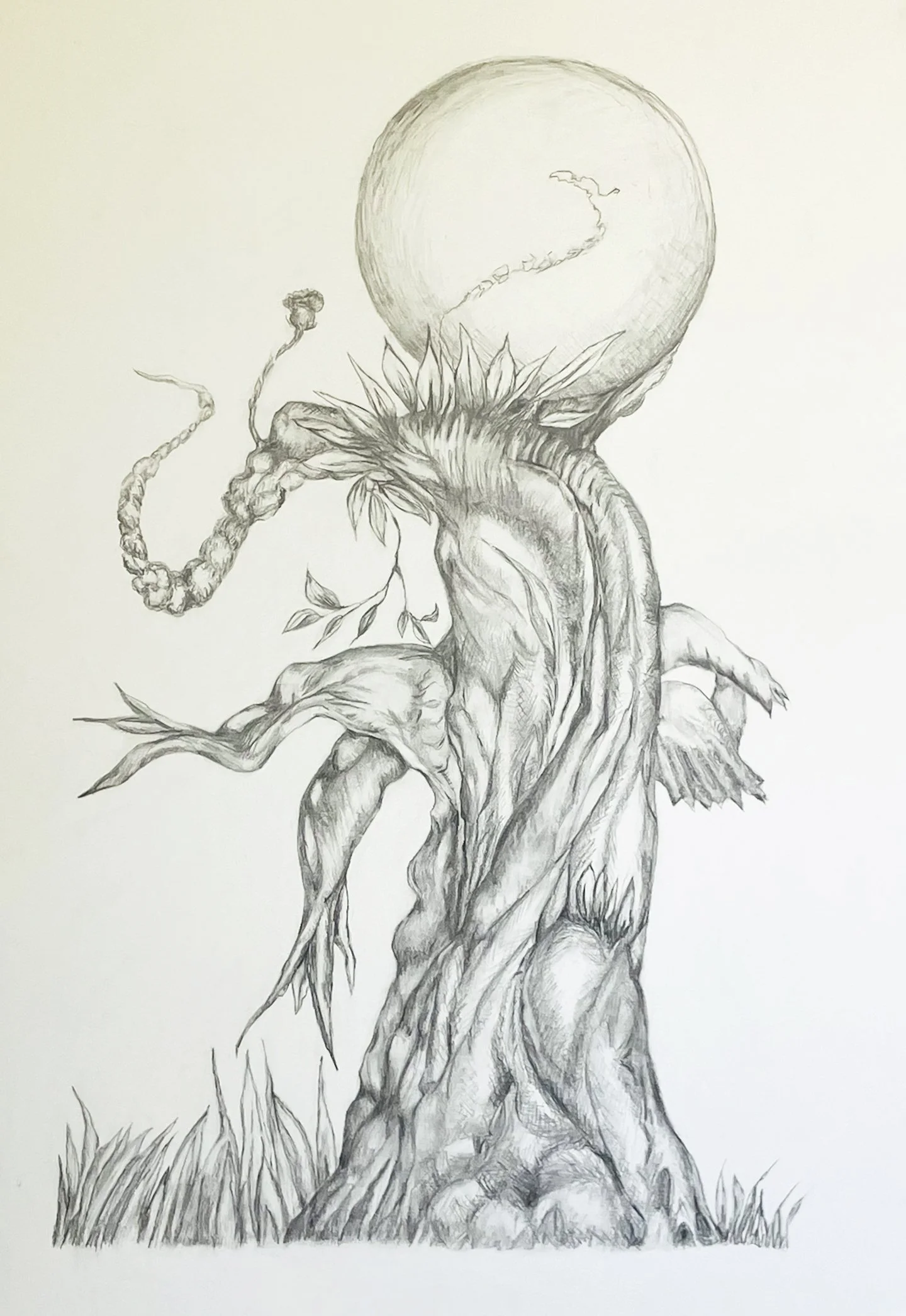 Daphne Tree (large) 78 x 56 cm, unframed, pencil on paper