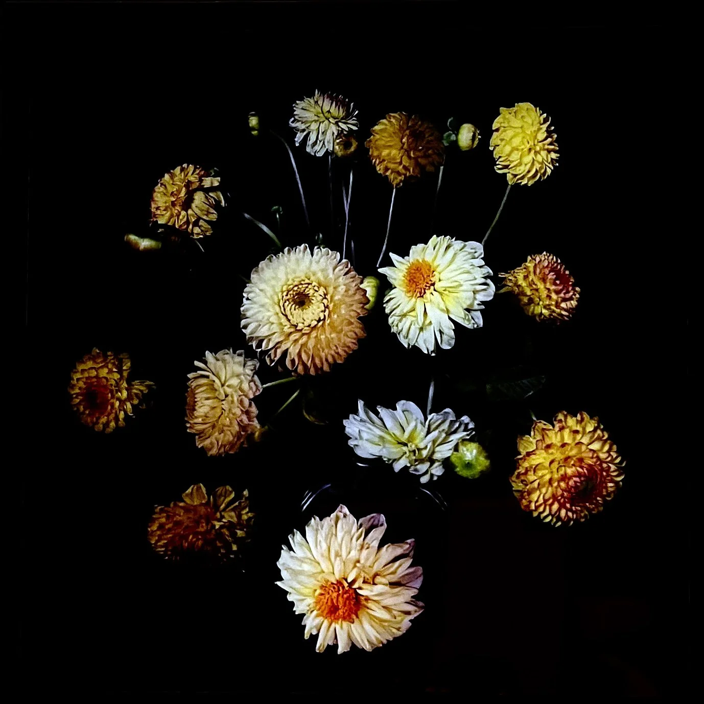 Orange and White Dahlias   Edition of 6. Photographic print on  Tru Vue Museum Glass . 20 x 20 cm in a tray frame