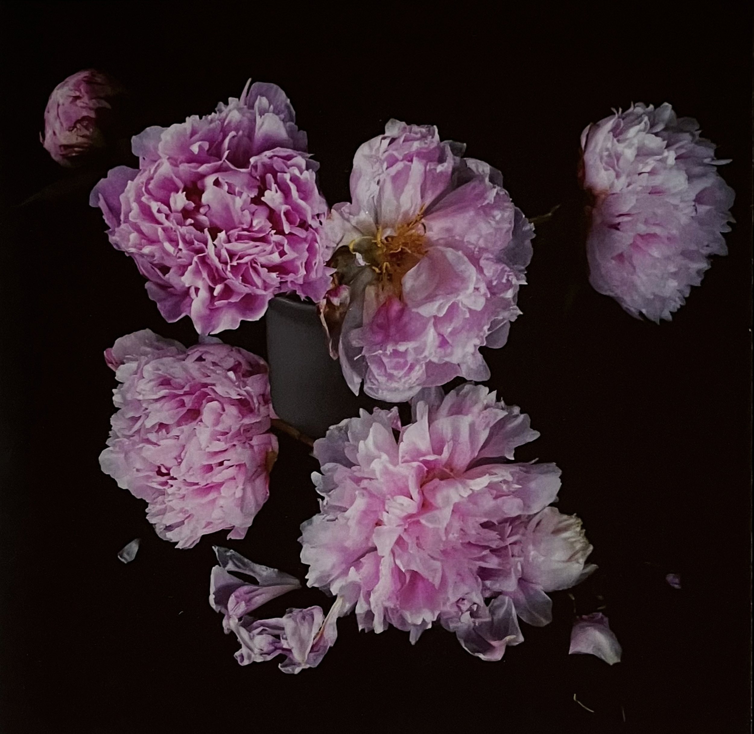 Pink Peonies  Edition of 6. Photographic print on  Tru Vue Museum Glass . 20 x 20 cm in a tray frame