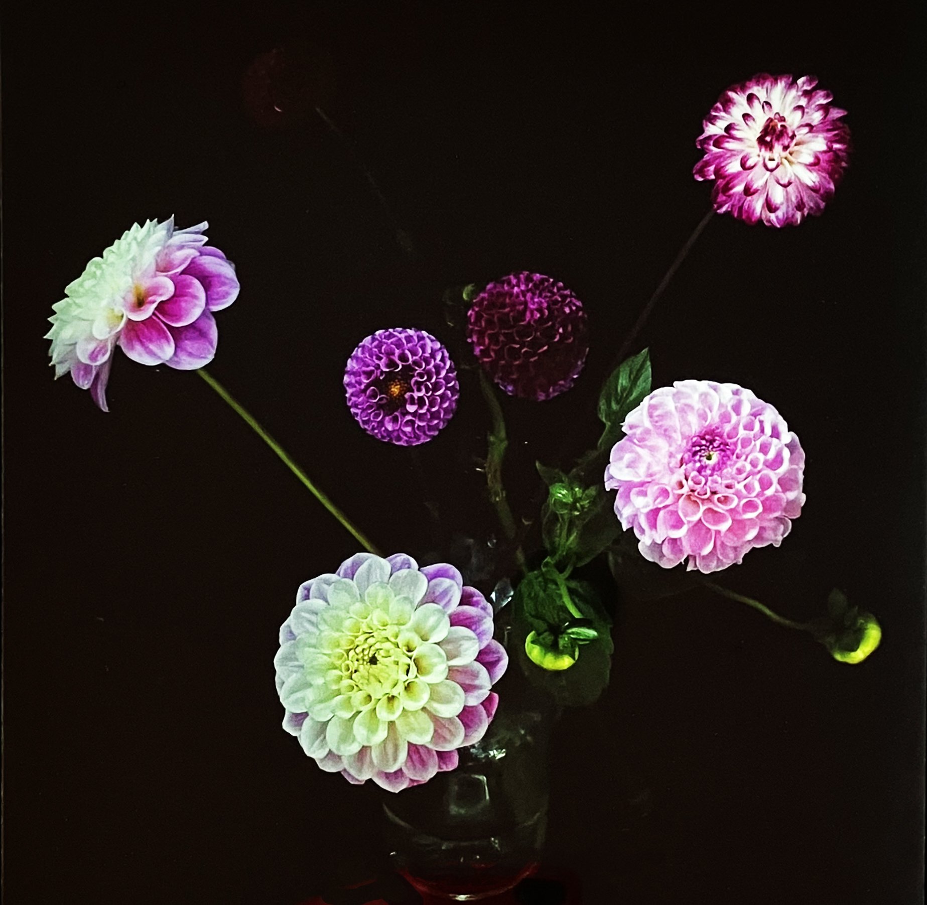 Purple Dahlias   Edition of 6.Photographic print on  Tru Vue Museum Glass . 20 x 20 cm in a tray frame
