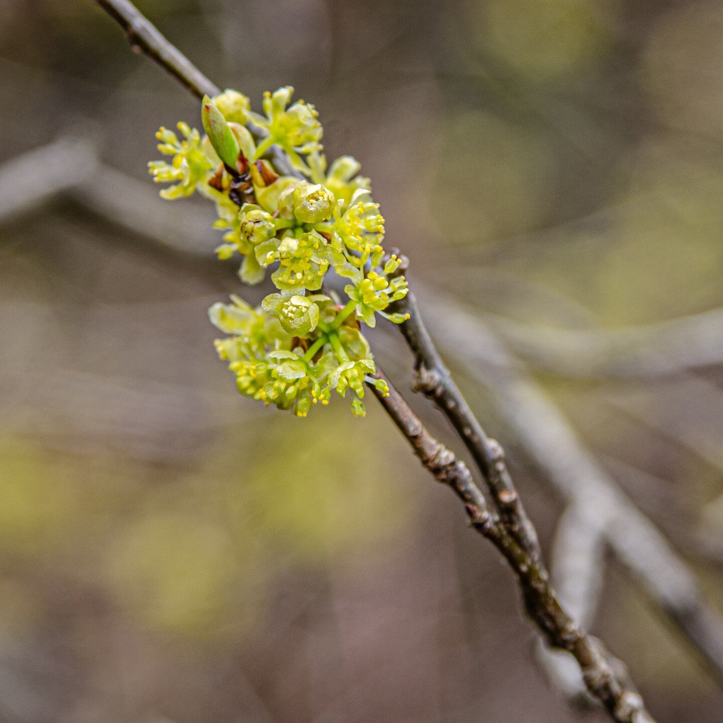 One of the most lovely and delicate flowering shrubs of early spring is the spicebush (Lindera benzoin). This 10&rsquo; x 10&rsquo; shrub grows in wetland areas, but can take periods of drought. It is a larval host plant for the Spicebush Swallowtail
