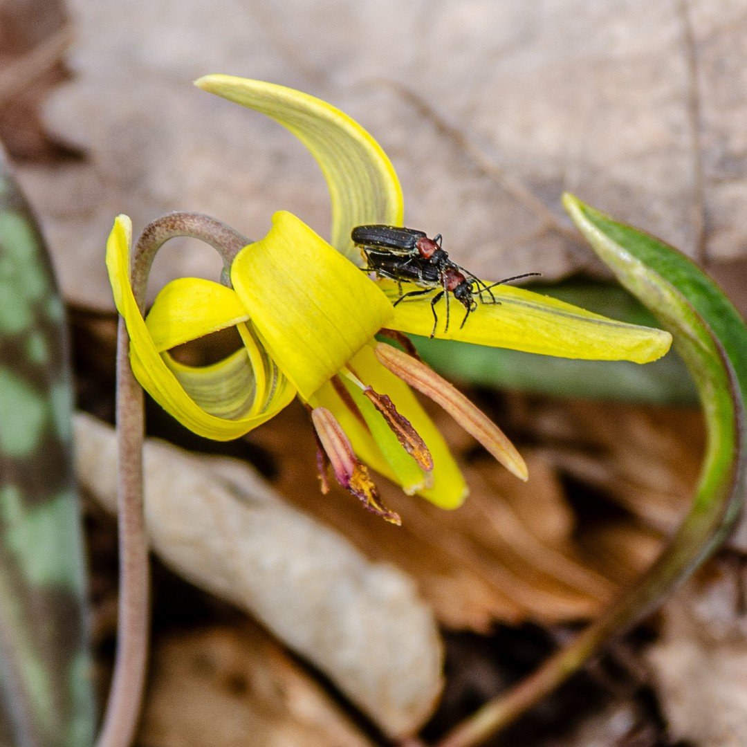 I could not believe what I was seeing. Daytime fireflies, the ones that do not glow, were mating on yellow trout lilies (Erythronium americanum). There were several pairs mating; all the while pollinating this precious &ldquo;spring ephemeral&rdquo; 