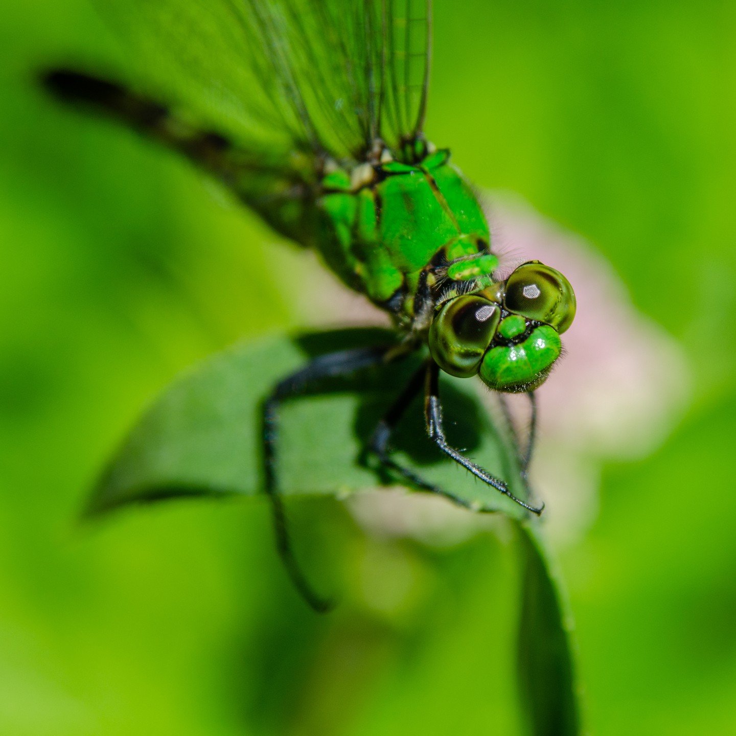 I wanted to get a closer look. I captured this, bright green, female pondhawk dragonfly. She had camouflaged herself in some grasses. Typically, you will find them resting on the ground. They are a lentic species, inhabiting areas near slow-moving st