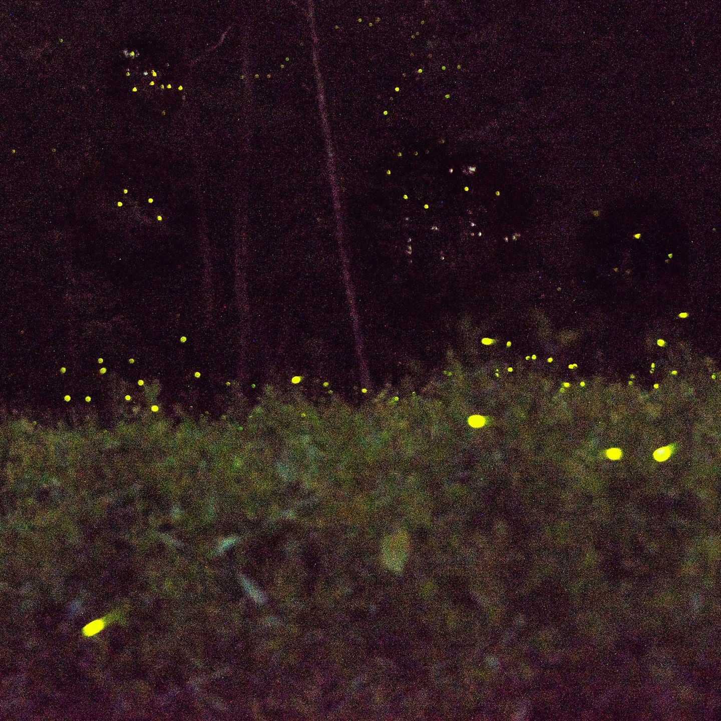 Finally! I made it to the New Canaan Land Trust&rsquo;s Firefly Sanctuary. What a show! There were thousands of fireflies. It is one of two such sanctuaries in the country. It is curated by Bill McDonald who has been rearing fireflies for over 50 yea
