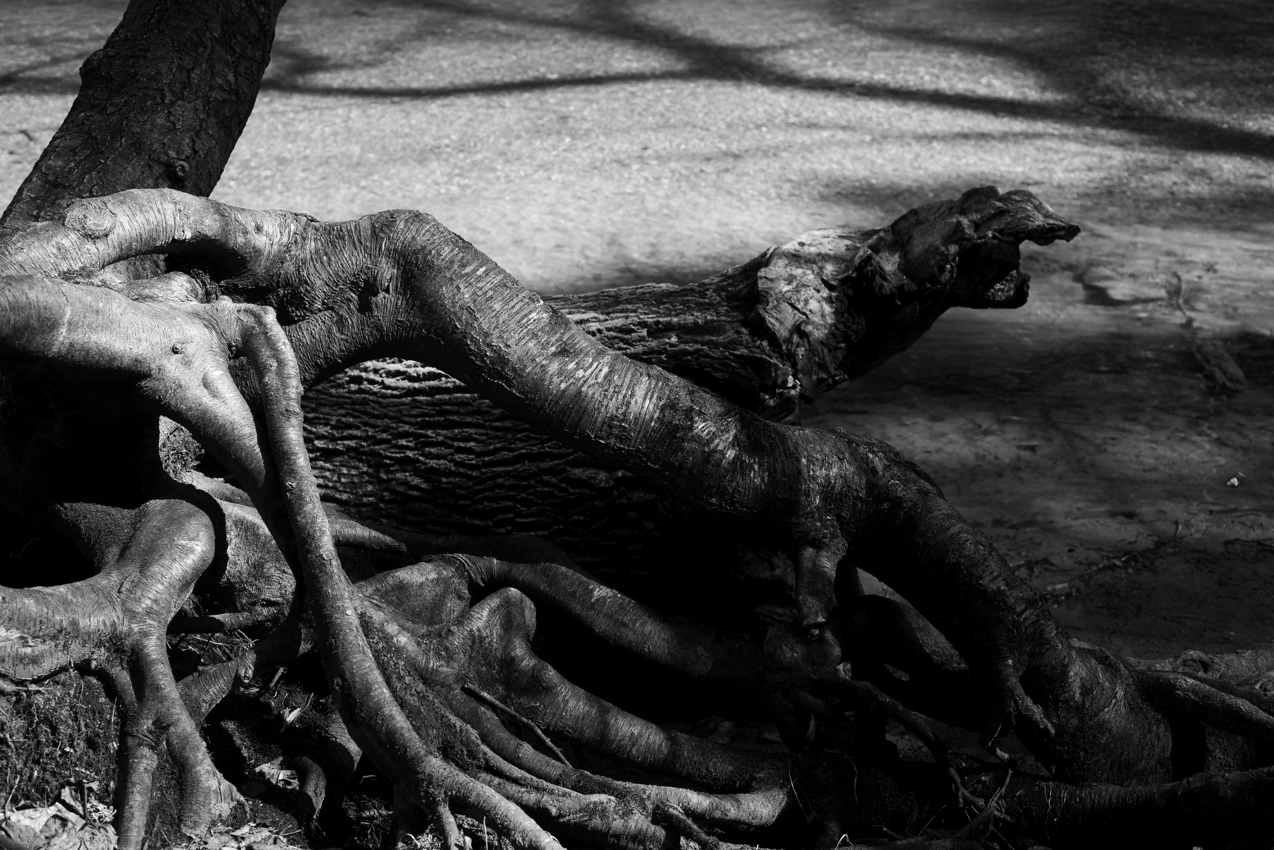 Cullen_IrbyOnly a Memory_Indv3.jpg