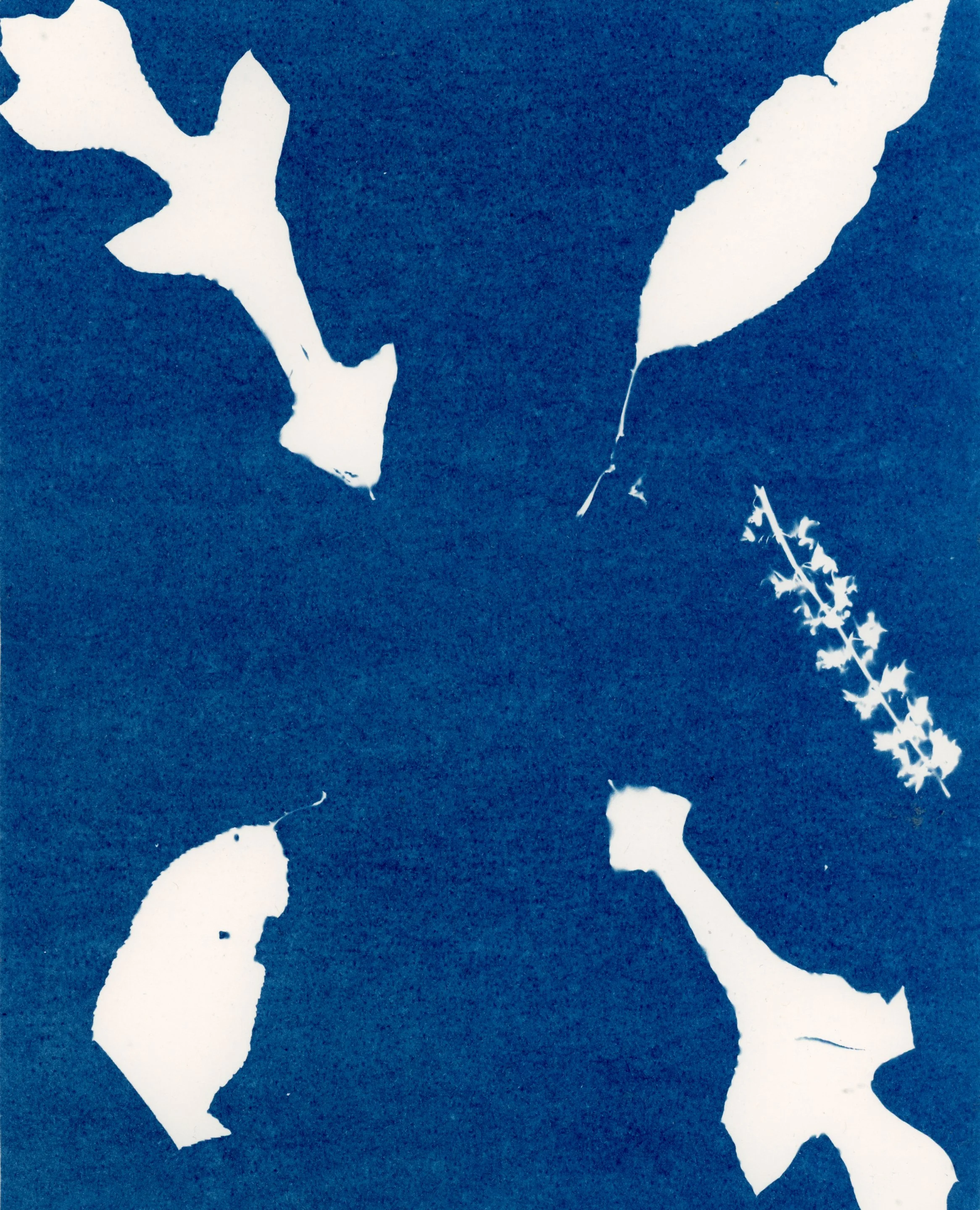 Irby_Cyanotype 3.jpg