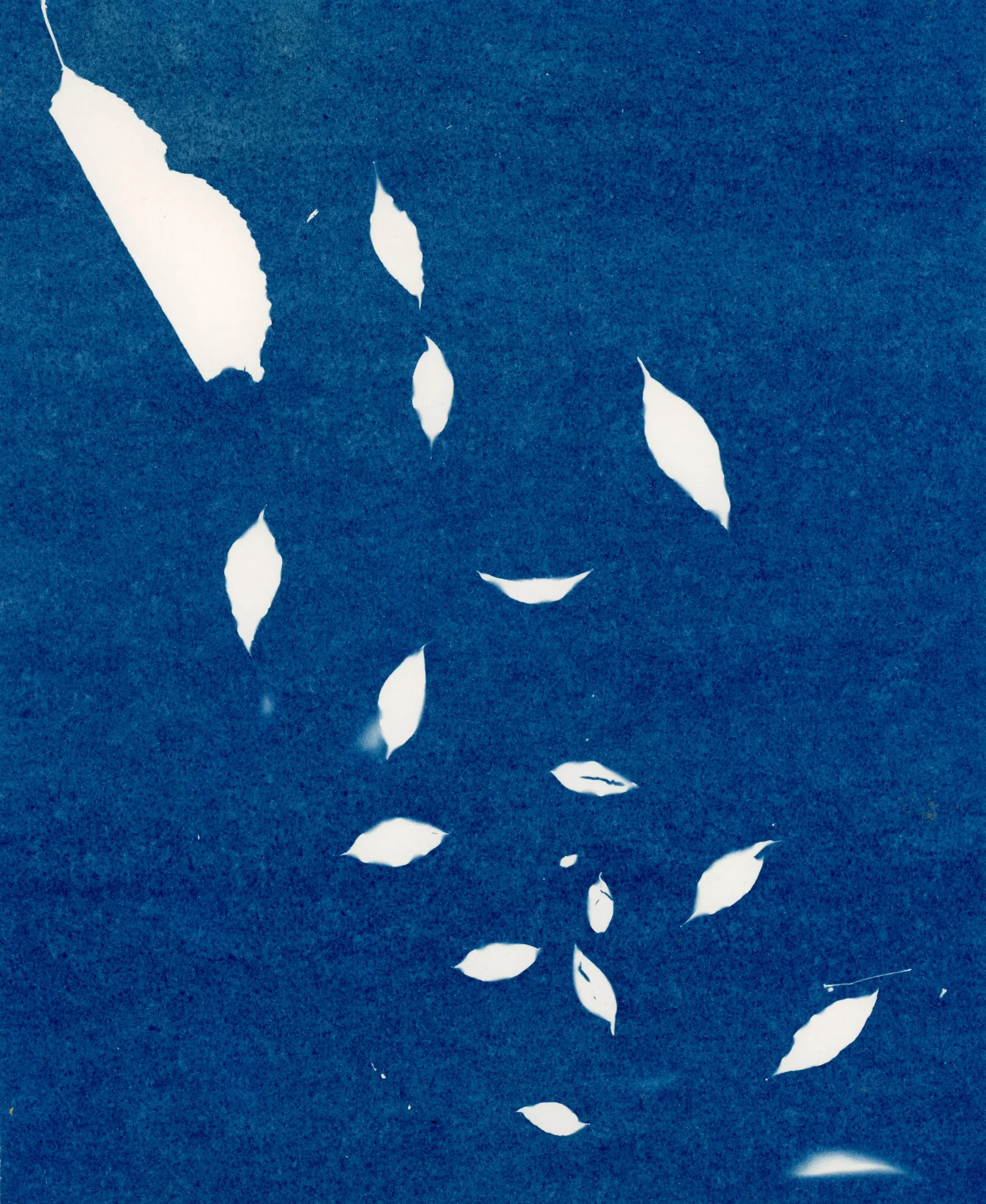 Irby_Cyanotype 1.jpg