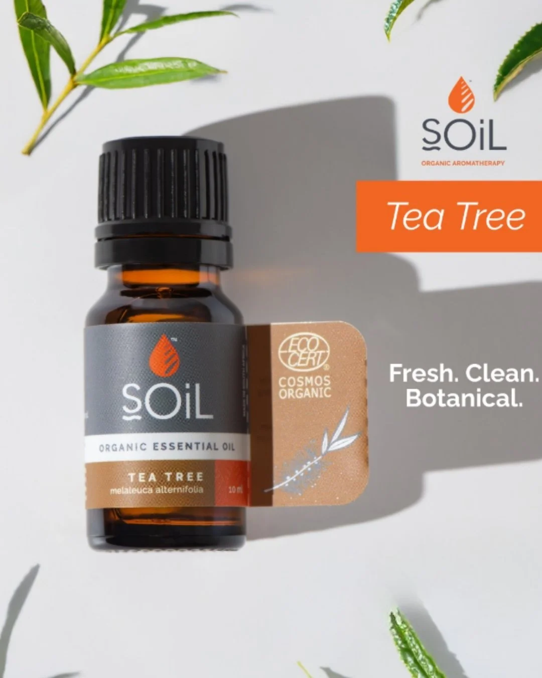 Tea Tree's crisp, herbaceous aroma is synonymous with clean. 

Traditionally valued for its purifying properties, it&rsquo;s perfect for diffusing or adding to DIY household blends.🌿

A little bottle that does a lot.

#aromatherapy #organic #natural