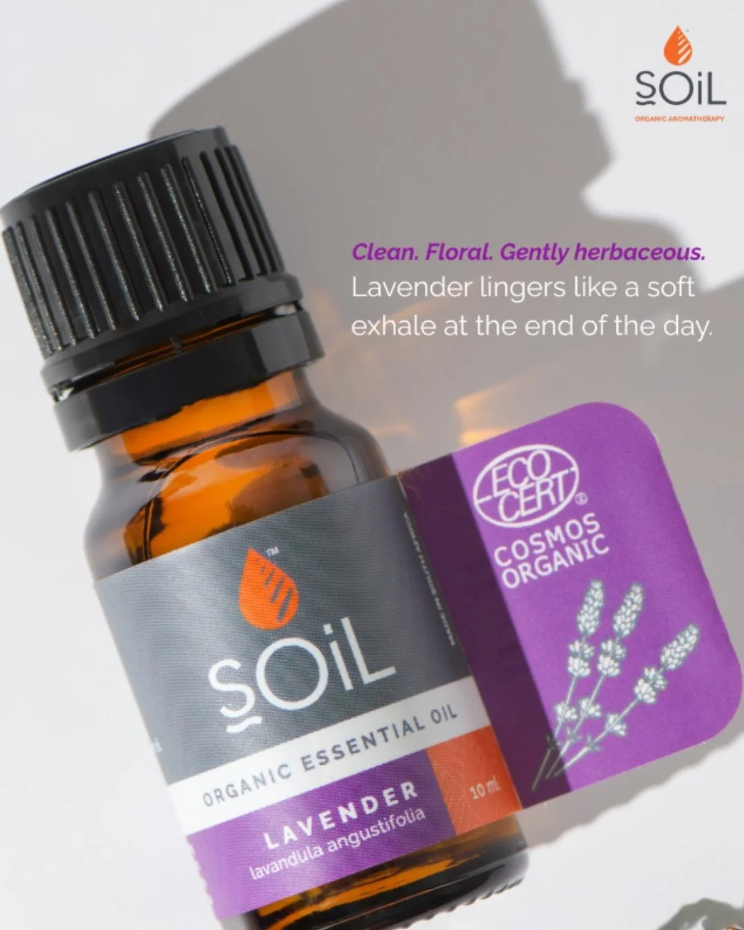 A timeless aroma that feels both fresh and comforting. 

Lavender is a staple for creating peaceful, balanced spaces.🪻

#Aromatherapy #EssentialOils #plantbased #CrueltyFree #Wellbeing #vegan #plantpower #organic #lavenderessentialoil #diffuseroil #