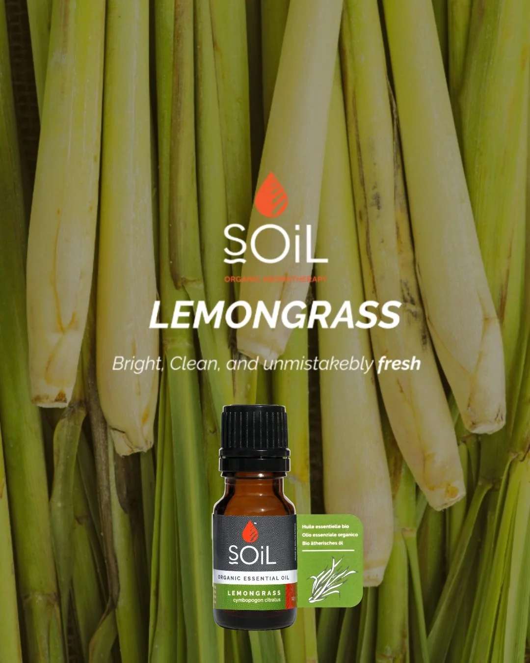 Lemongrass. Bright, clean and unmistakably fresh 🌿

A botanical that has been used in traditional aromatic practice for centuries, and one of the reasons this blend smells so purposeful in a home.

#aromatherapy #organic #essentialoils #aromatherapy