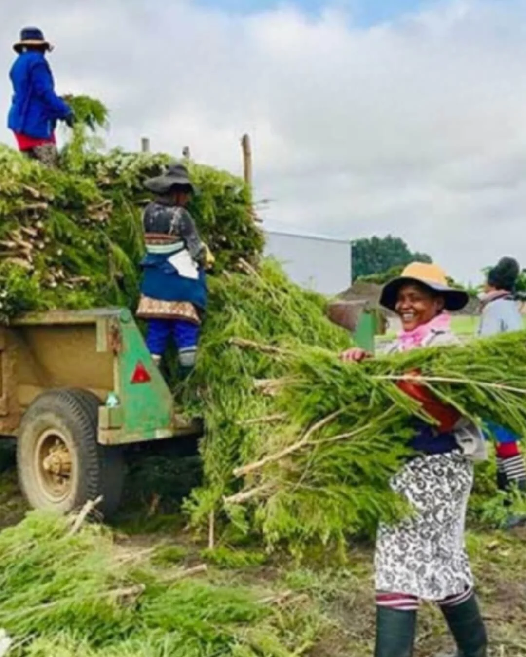 Women harvesting crops with a tractor in a rural field, one woman is smiling and carrying a large bundle of greenery.