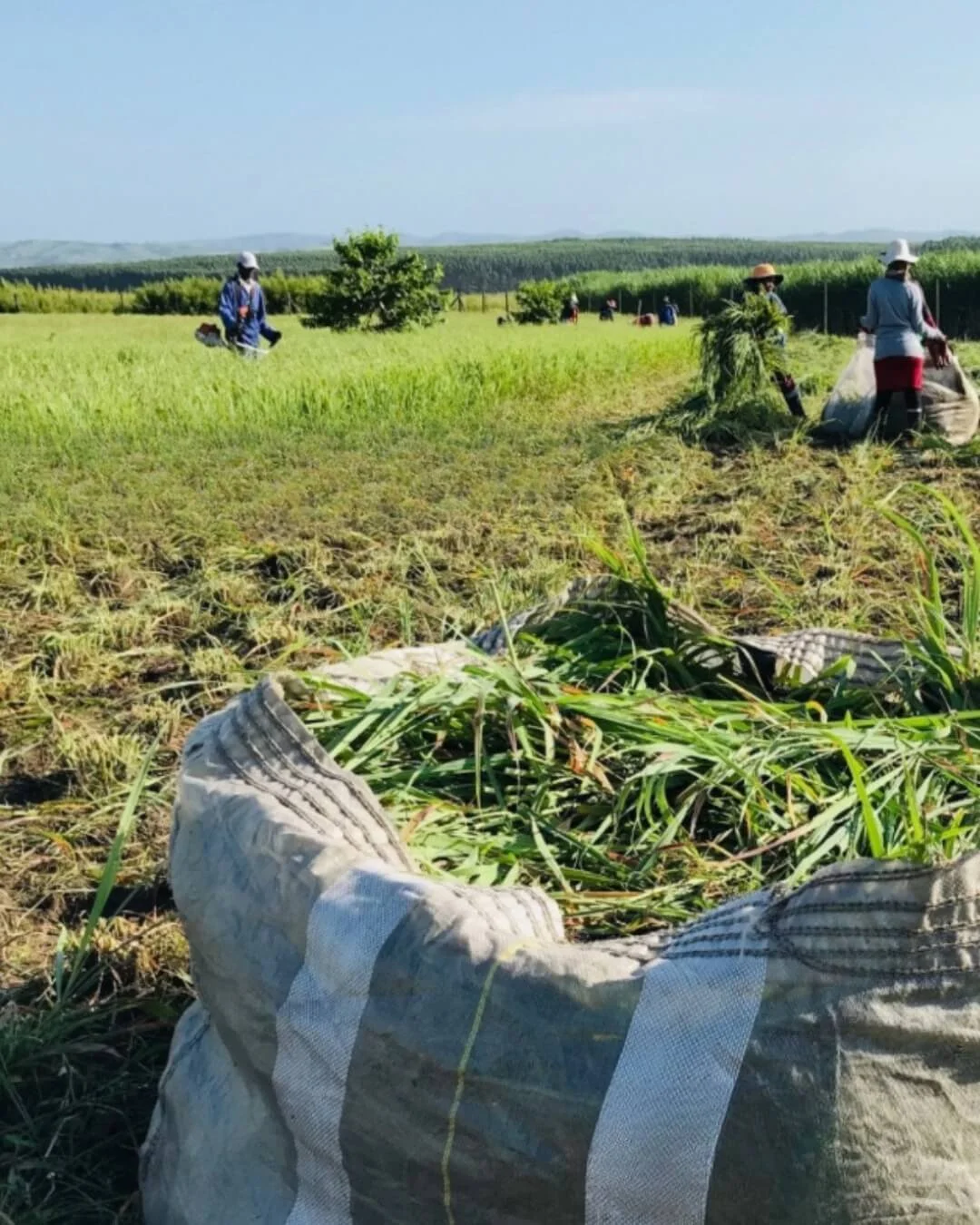 Farm workers harvesting crops in a vast green field on a clear day.