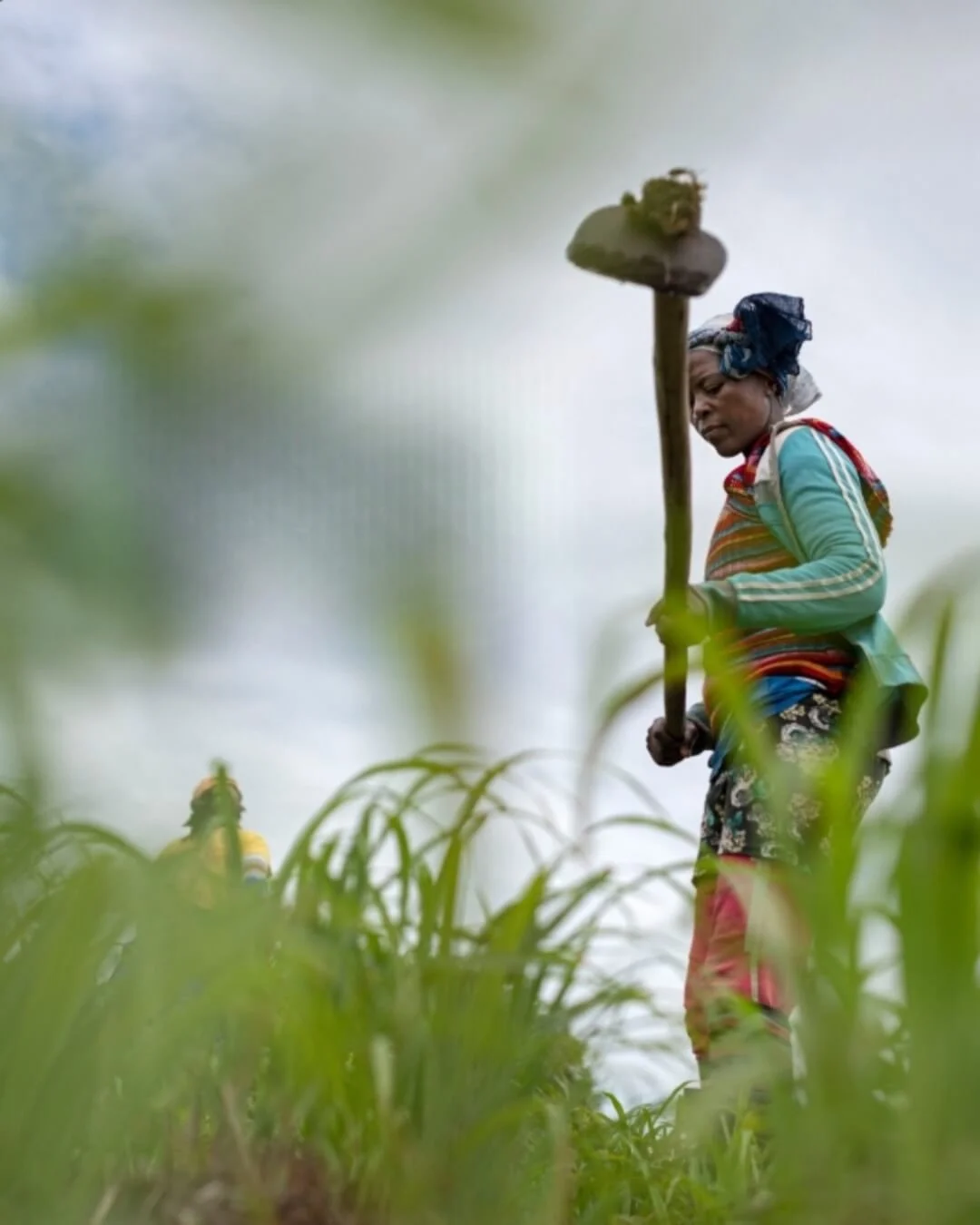A woman working in a lush green crop field, with tall grass in the foreground and a cloudy sky above.