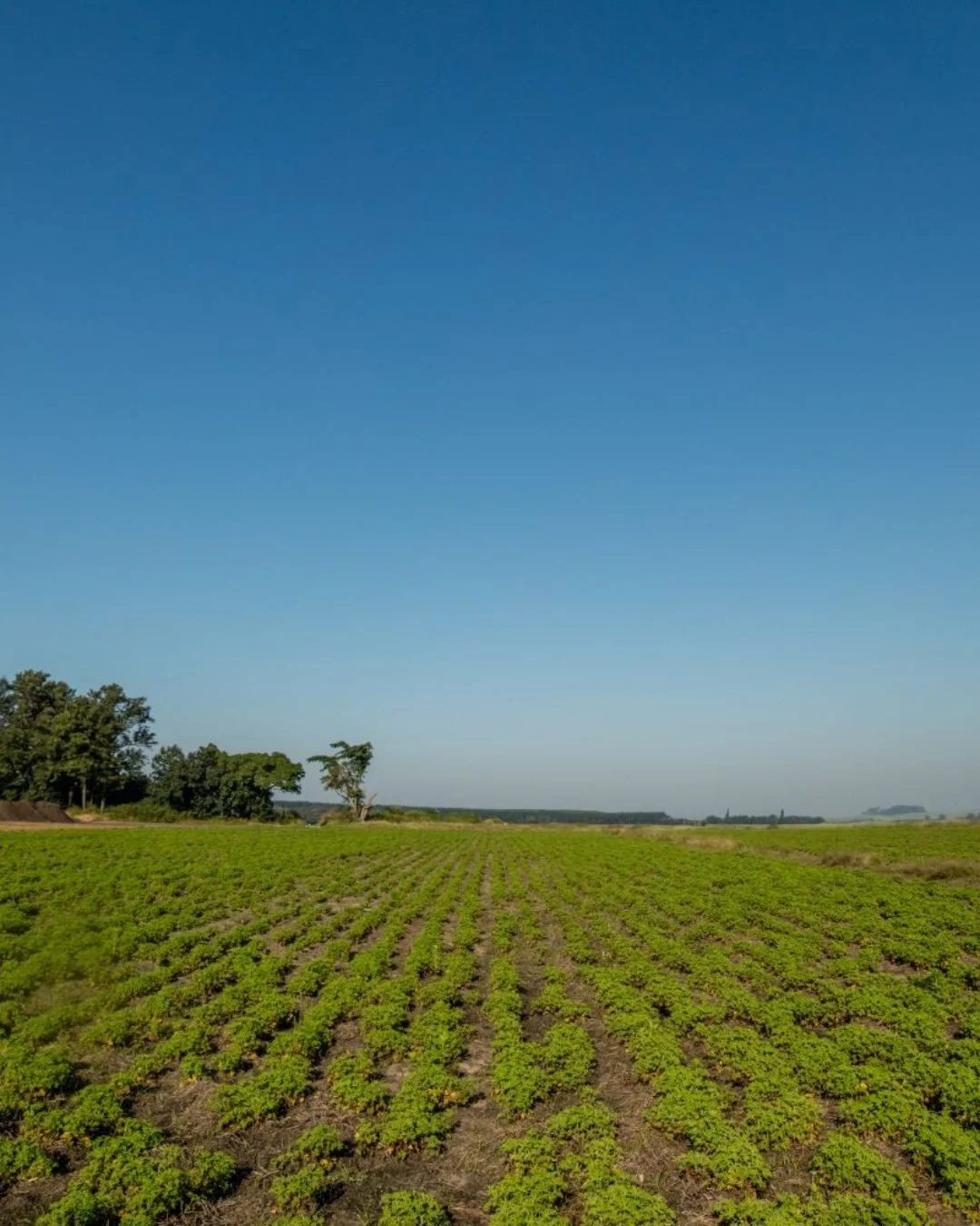 An expansive farmland with green crops planted in neat rows and a clear blue sky overhead.