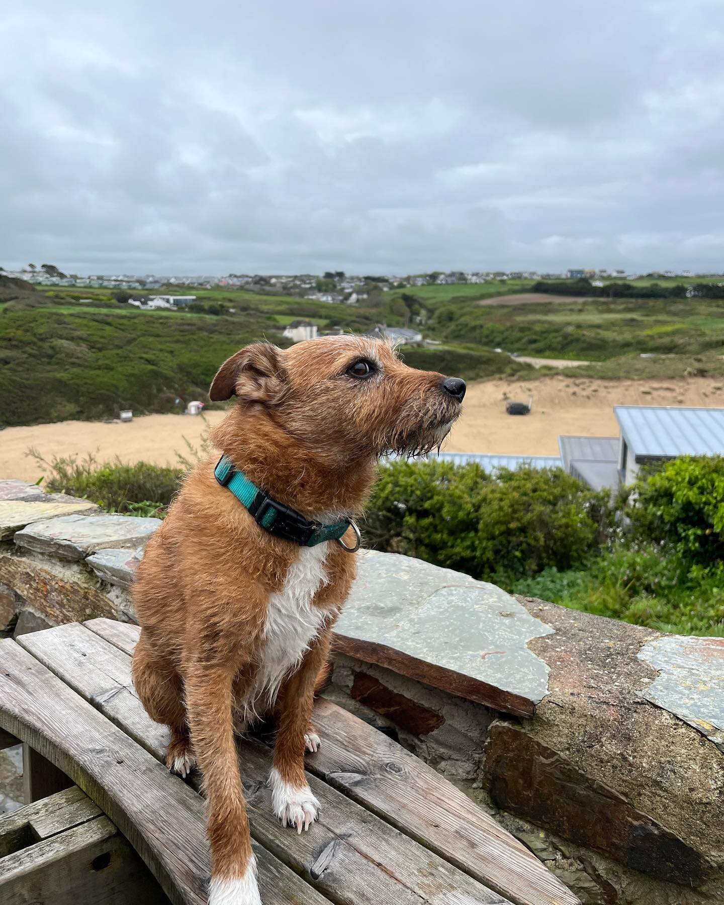 Rusty Dog enjoyed his sausage with a view this morning @fern_pit_cafe_and_ferry #newquay #fistralbeach #thegannel