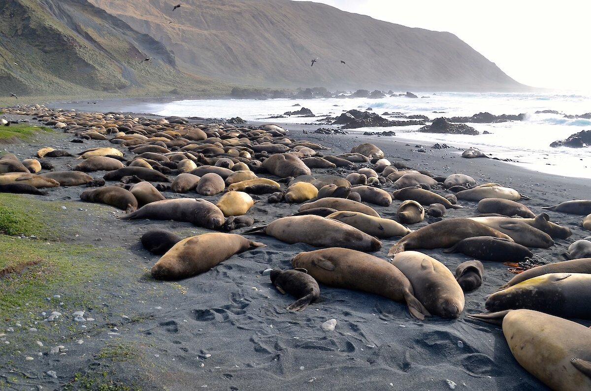 看似一條條香腸的象海豹 Credit: Australian Antarctic Program