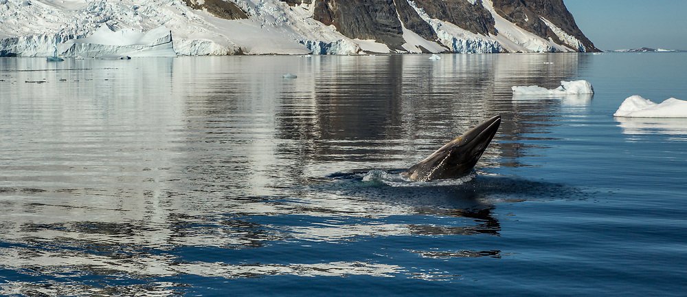 Credit: Colin Monteath