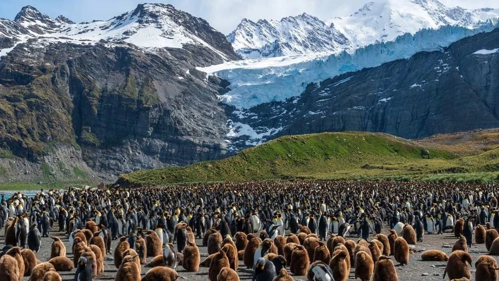 南喬治亞島 South Georgia Island
