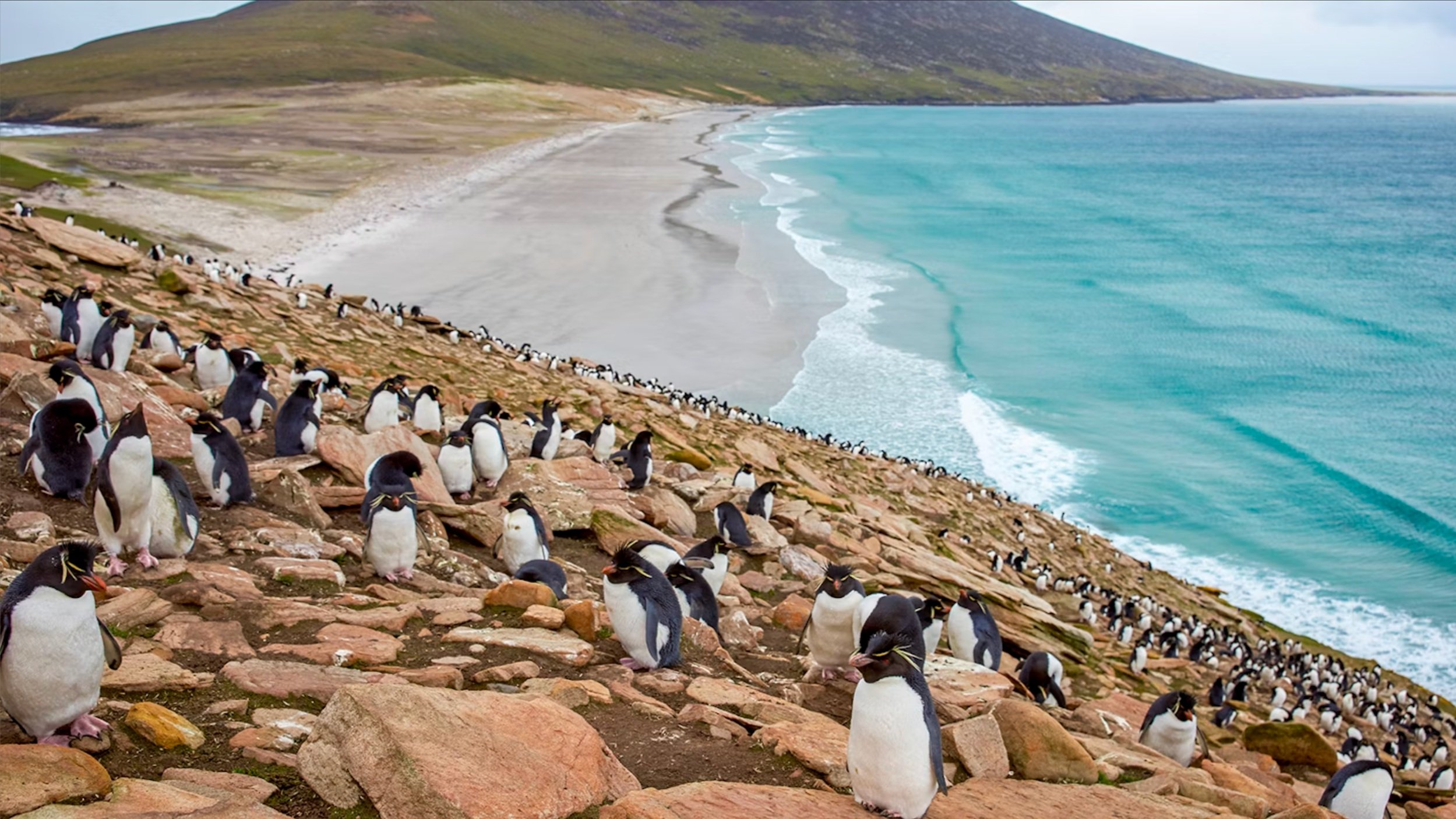  福克蘭群島 Falkland Islands 