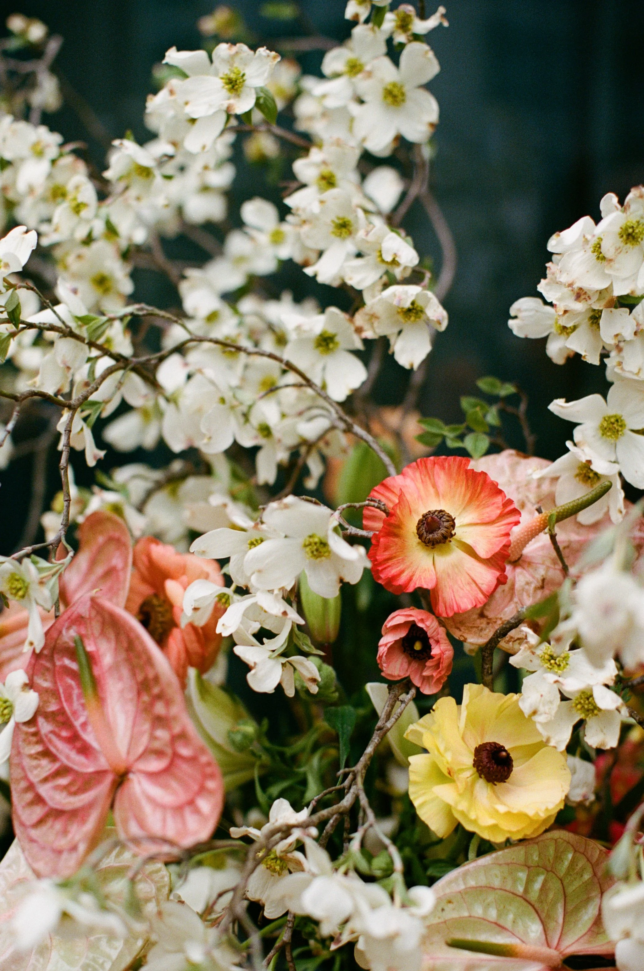 A close-up of white, pink, and yellow flowers on branches with green leaves.