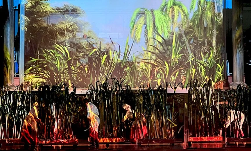 SUgar cane.jpg