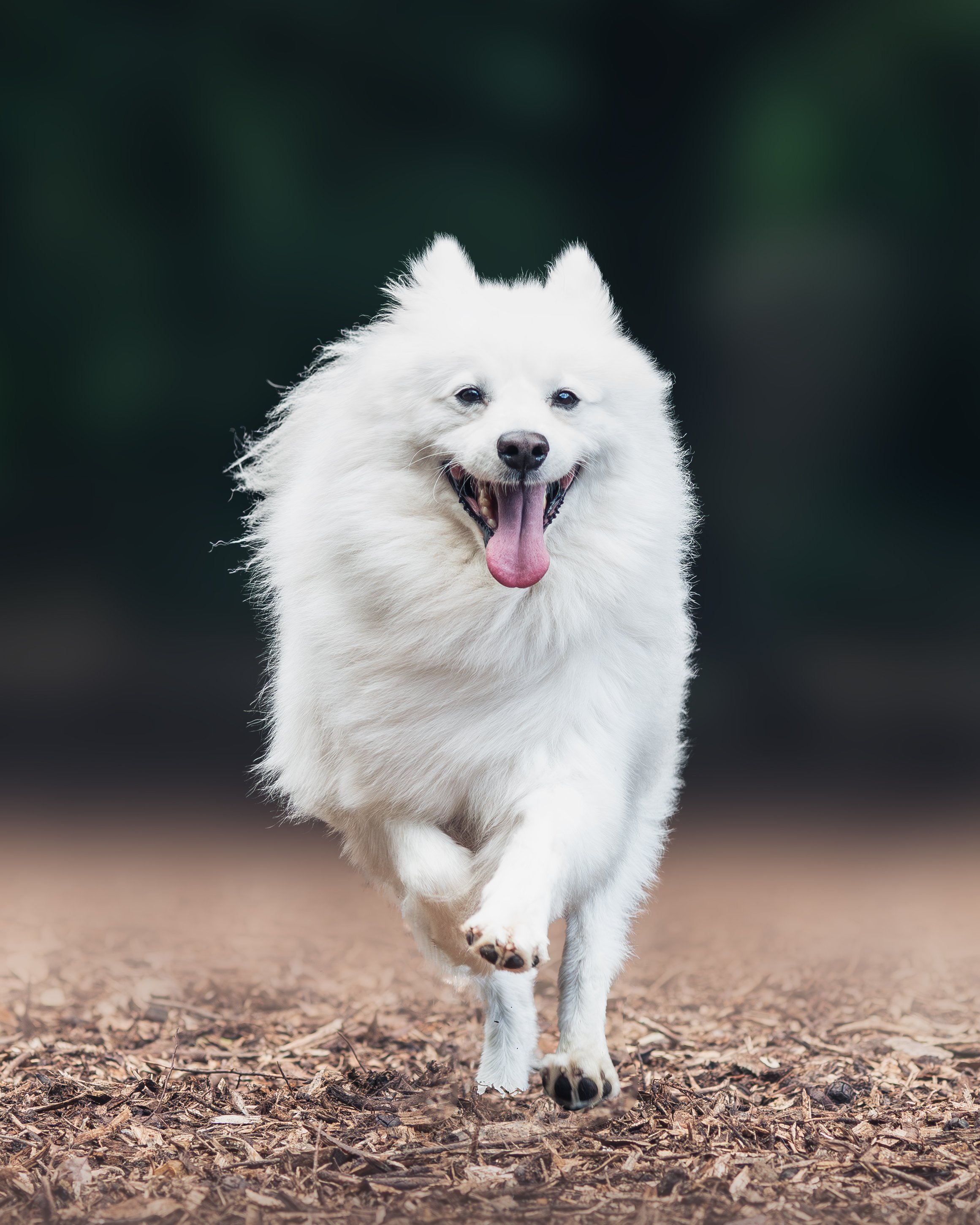 Japanese Spitz Cropped.jpg
