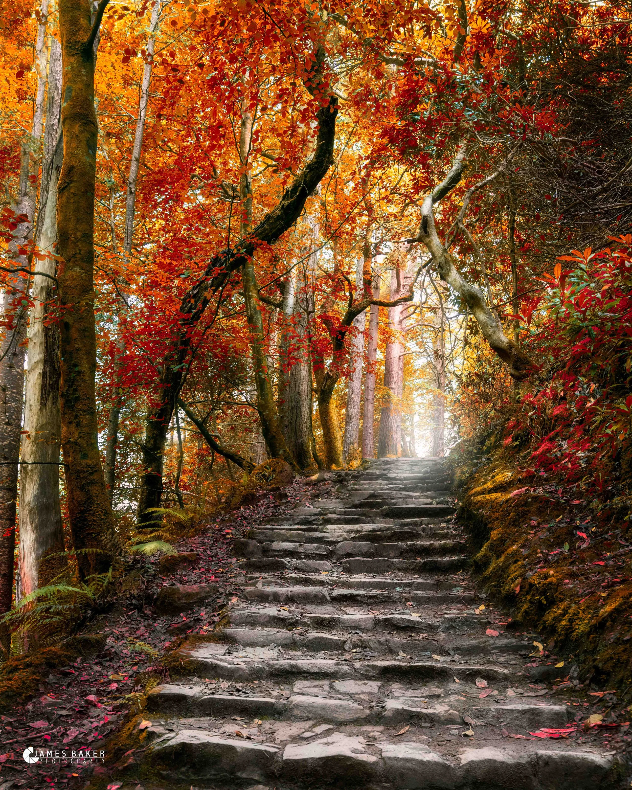 Autumn killarney.jpg