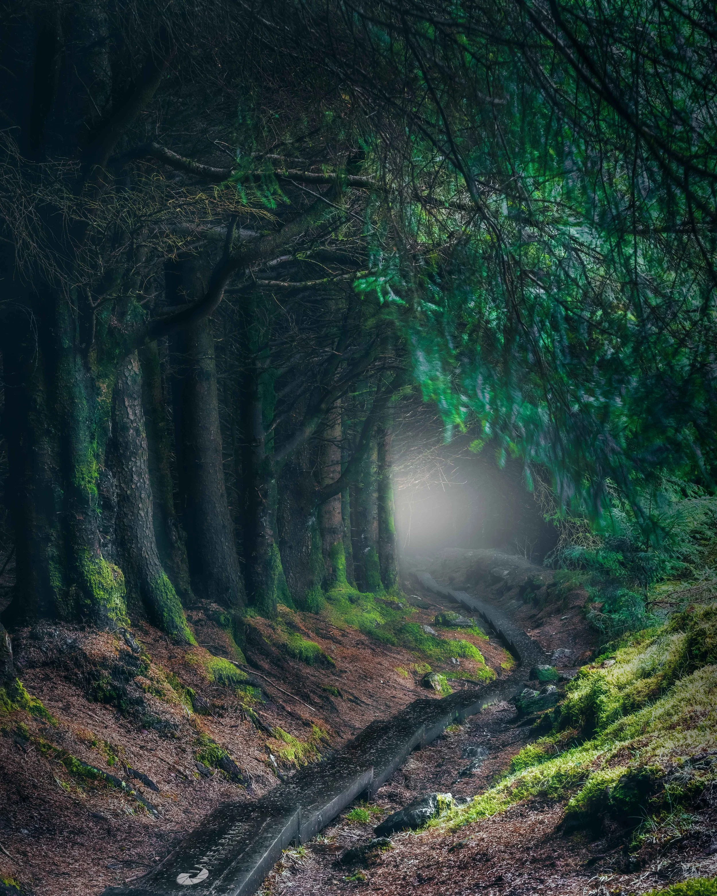 Ballinastoe woods.jpg