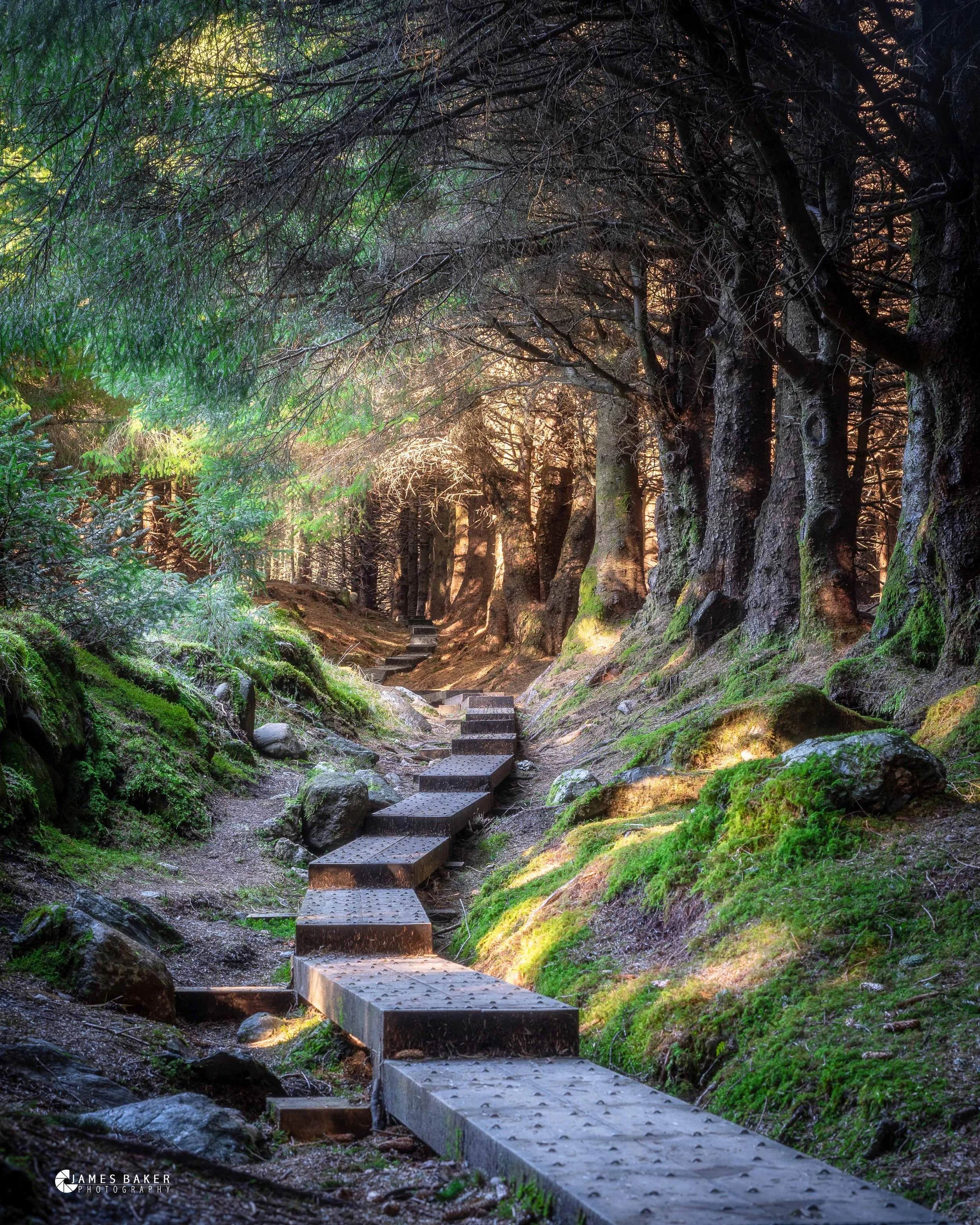 Ballinastoe Woods 2.jpg
