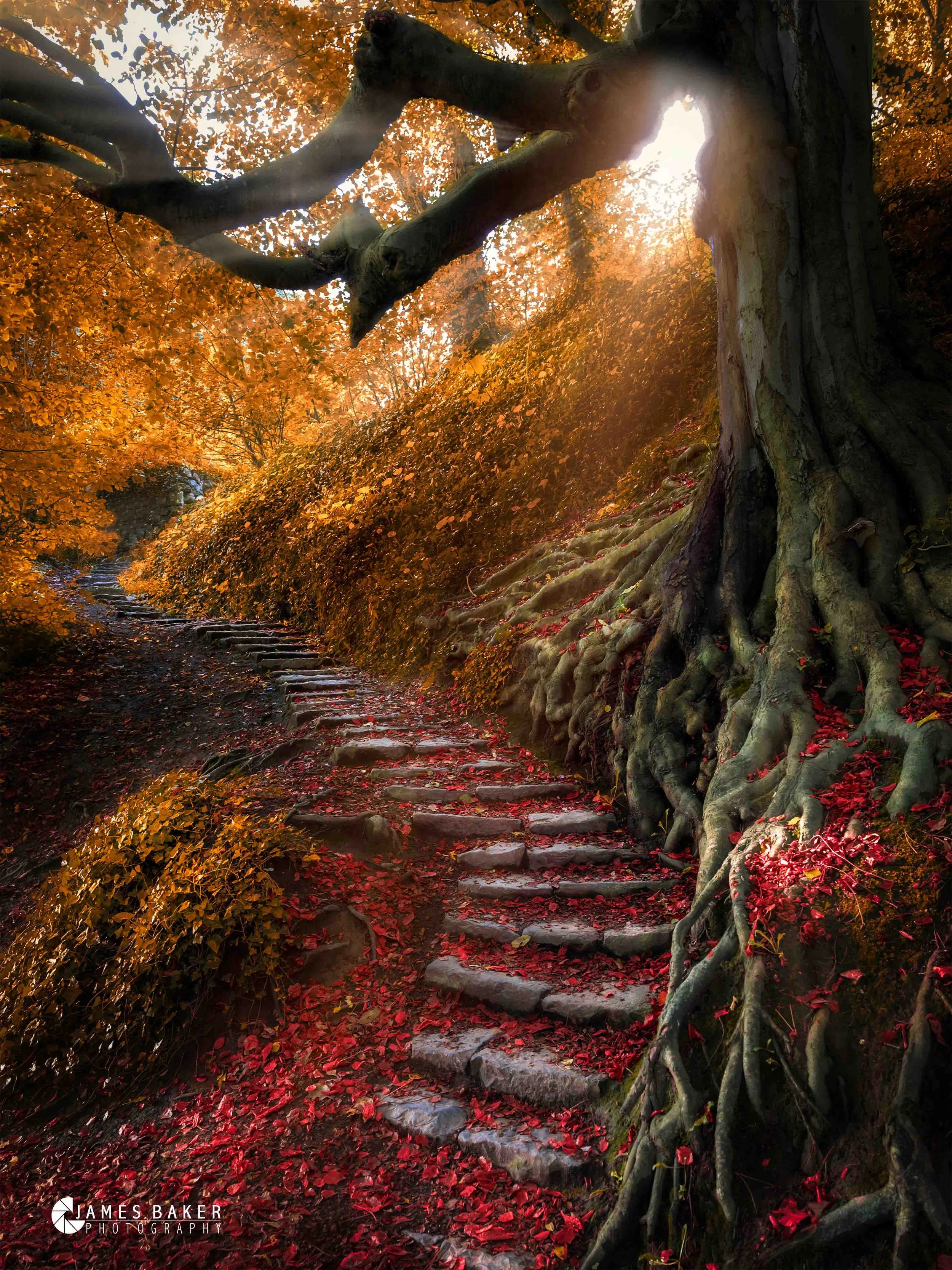 St Annes Autumn Tree.jpg