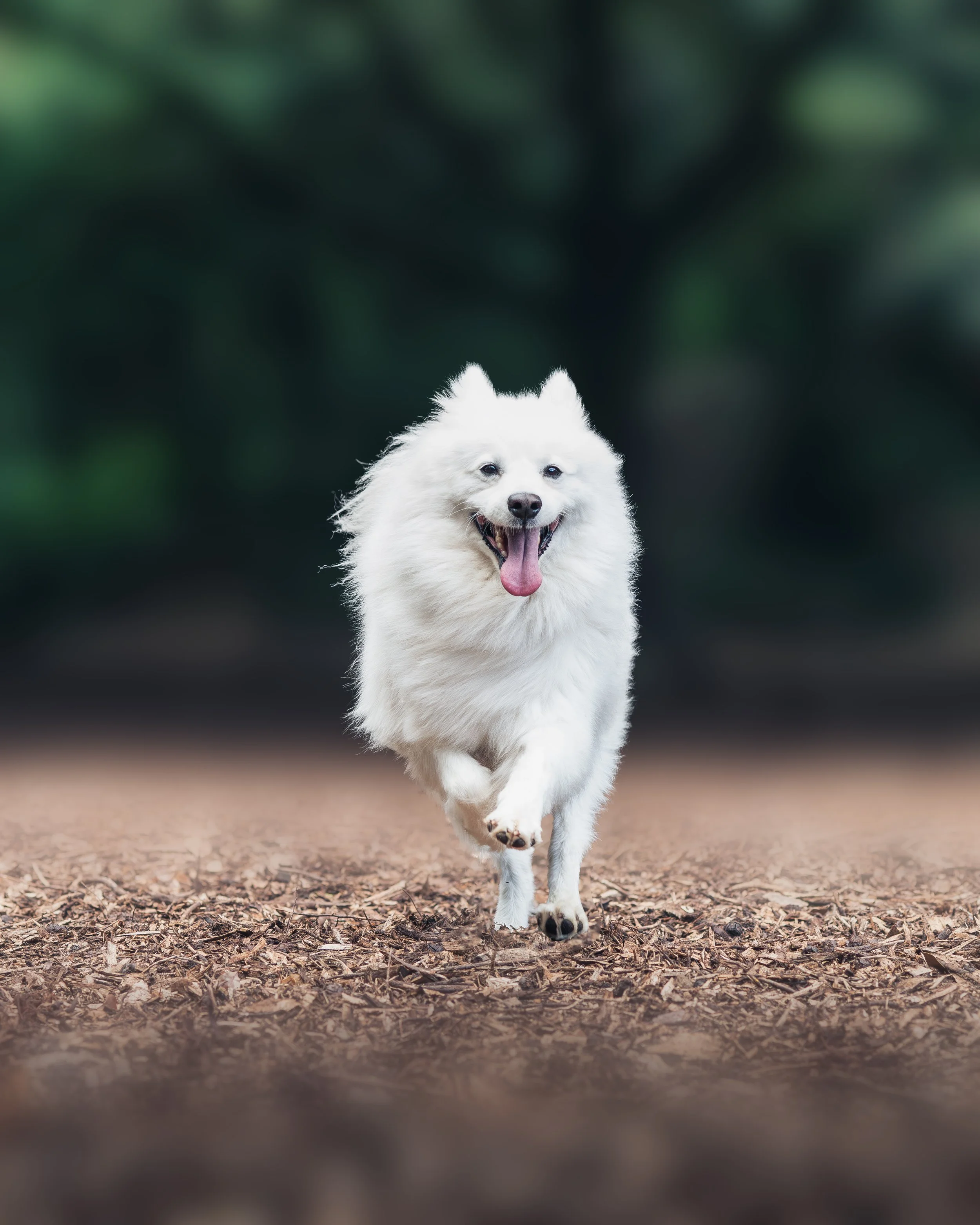 Japanese Spitz.jpg