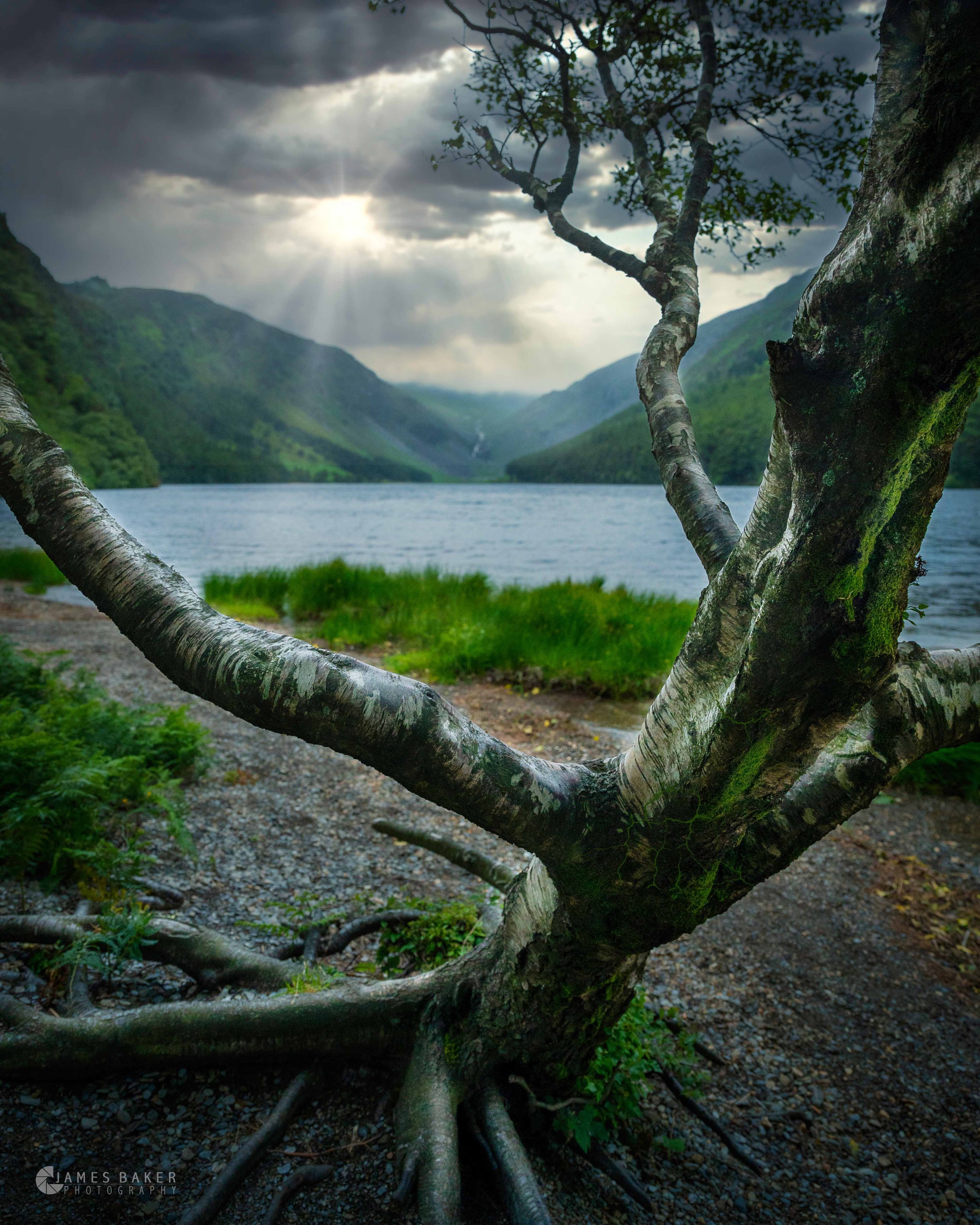 Glendaloogh tree.jpg