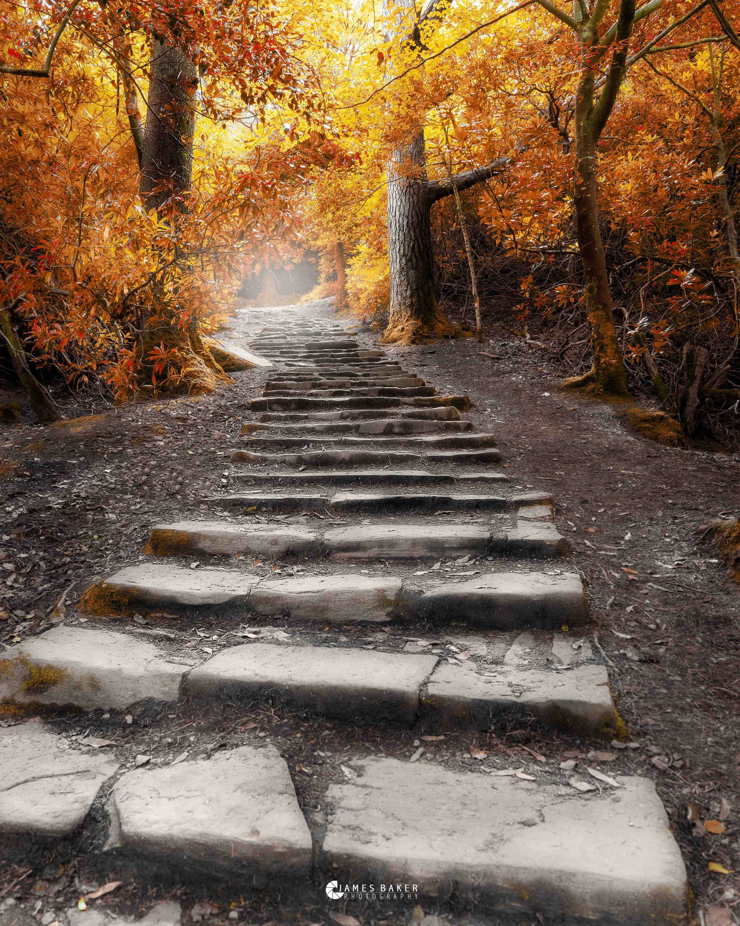 killarney national park-autumn-steps-landscape photography-prints.jpg