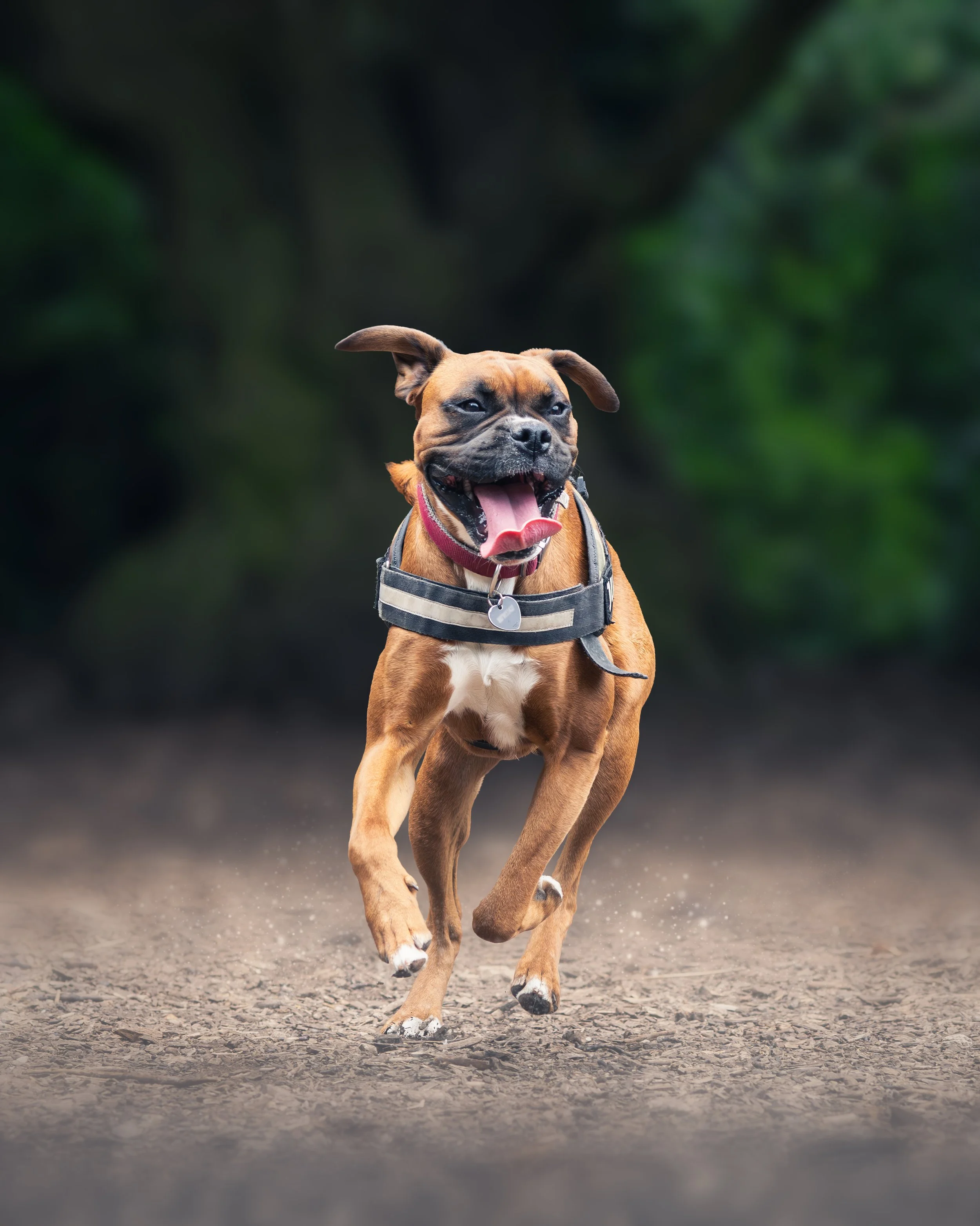 Boxer.jpg