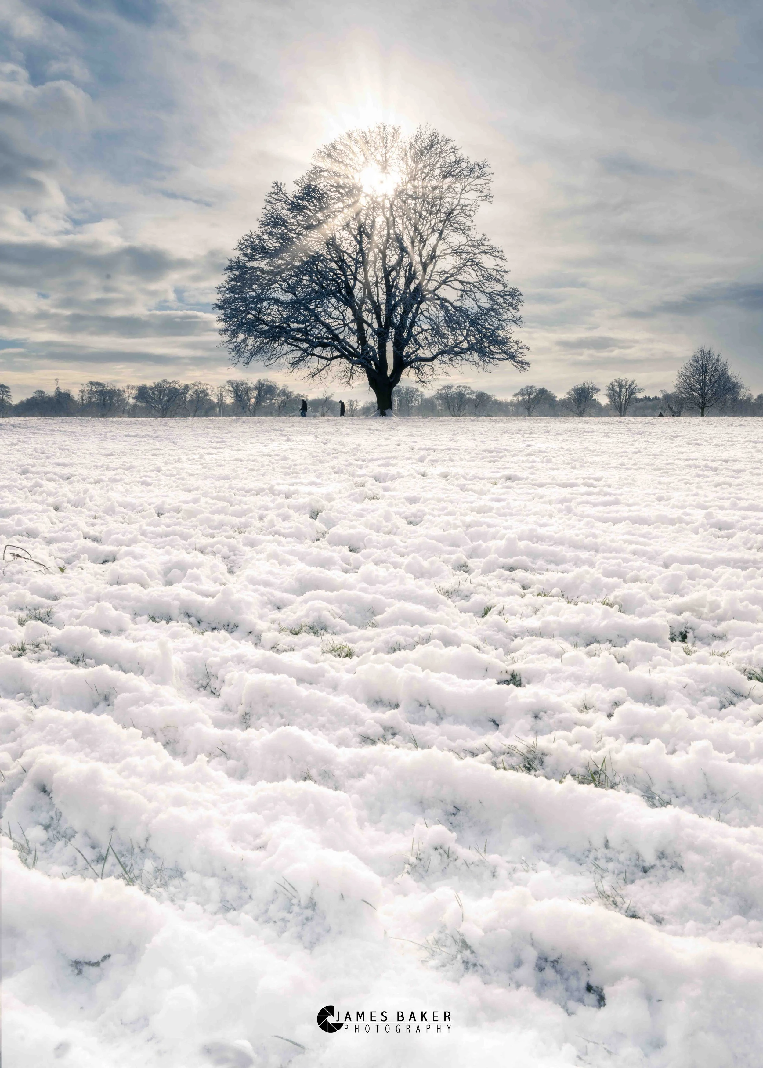 Malahide Castle snow tree 2.jpg