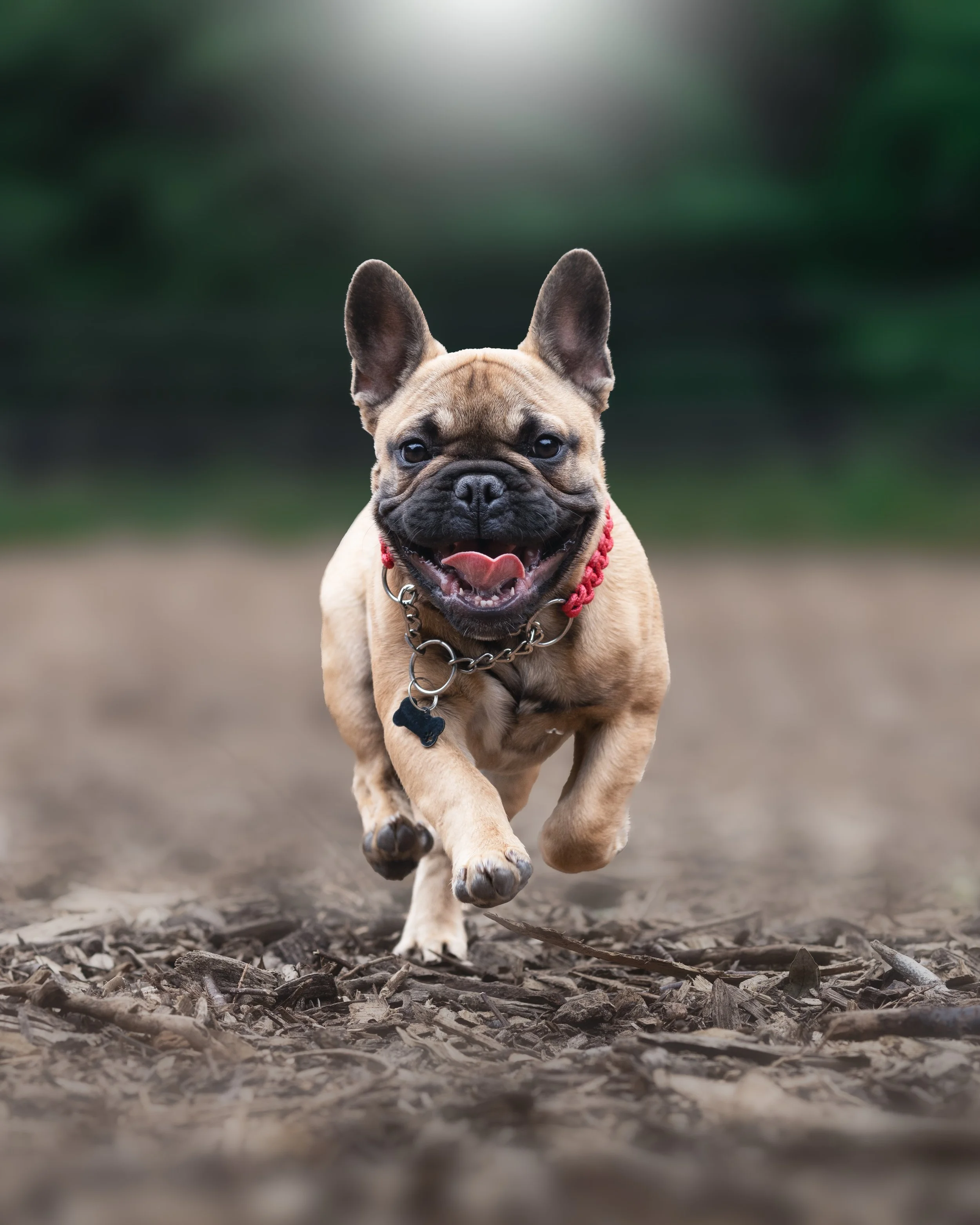Frenchie Charlie.jpg