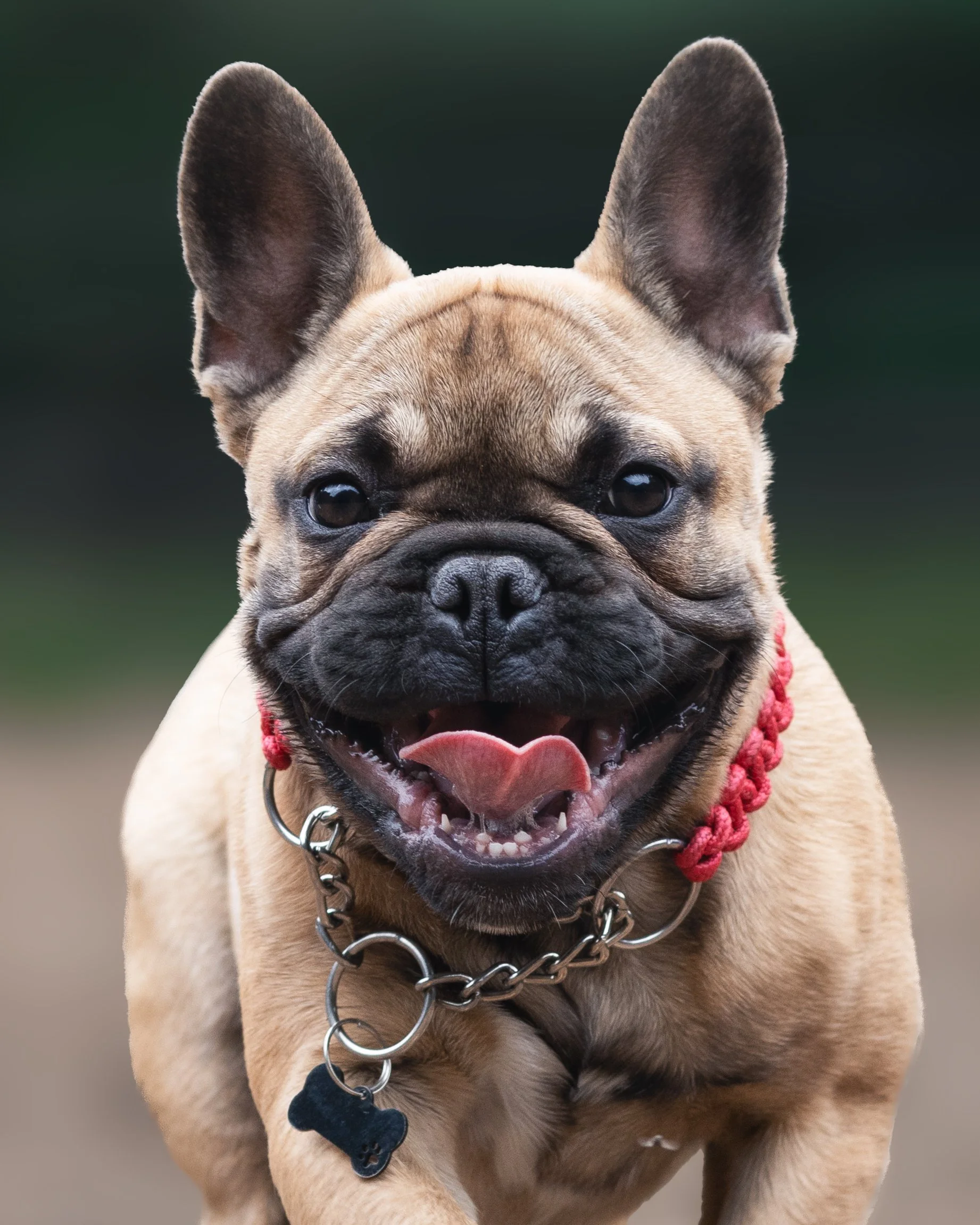 Frenchie Charlie Cropped.jpg