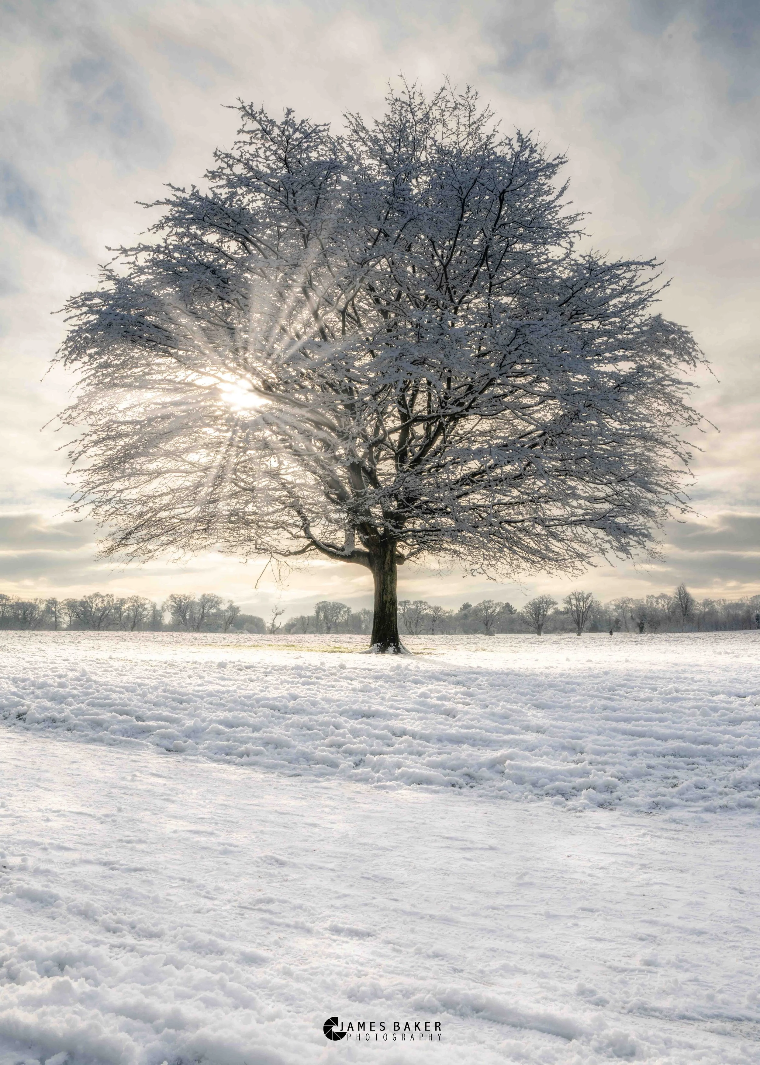 Malahide snow tree.jpg