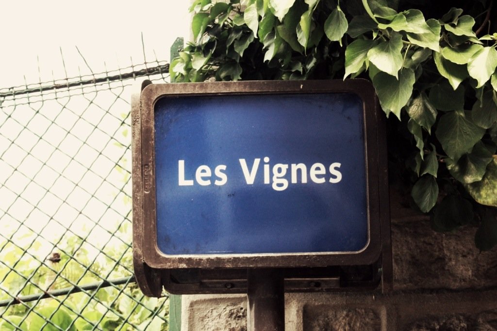 Paris’ Secret Vineyard