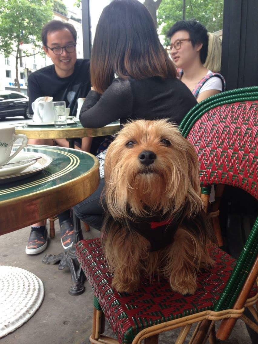 How to Bring Your Pet to France