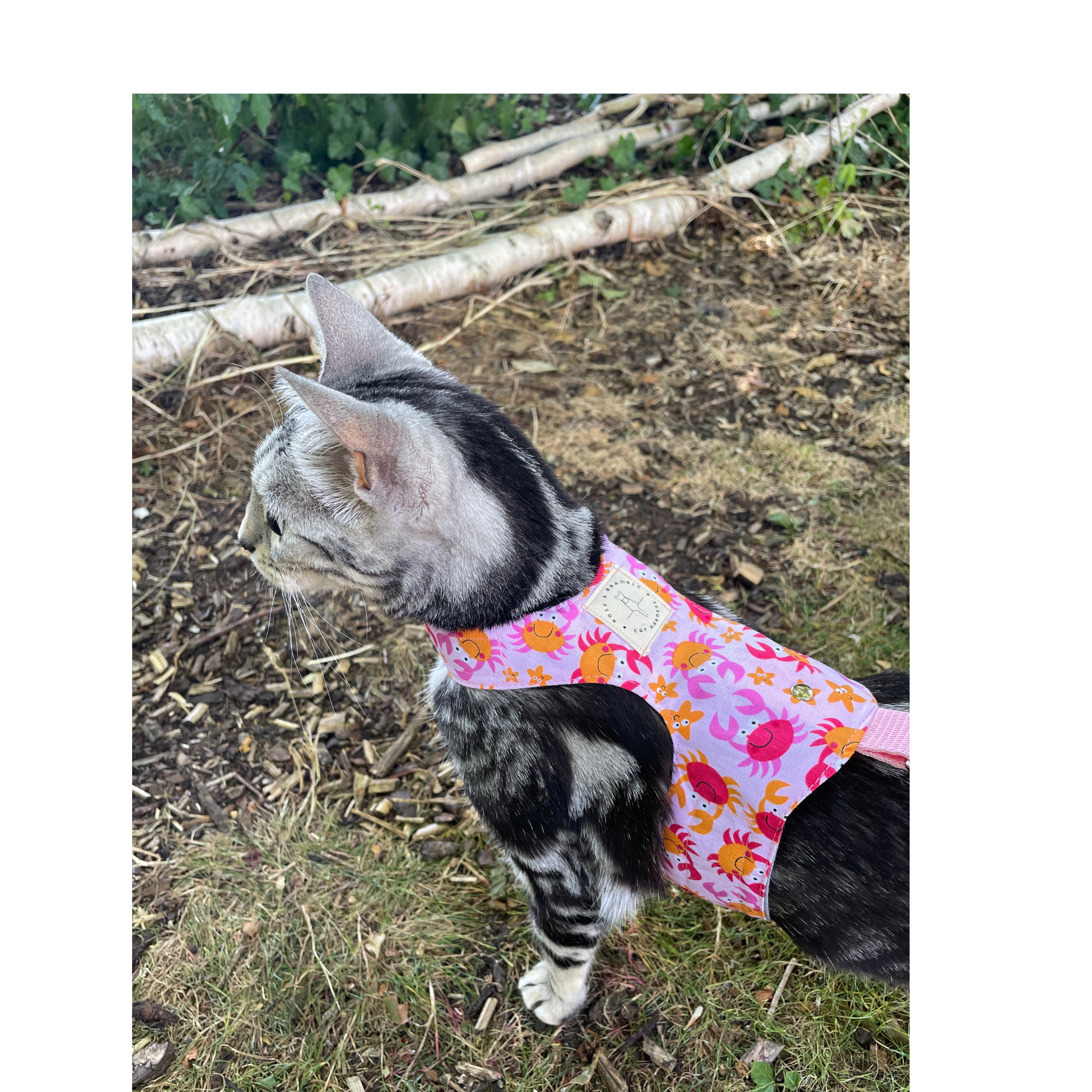 Escape proof cat harness, Kitten harness,butterfly harness walking harness small dog EX Small, Small, large Crabbie
