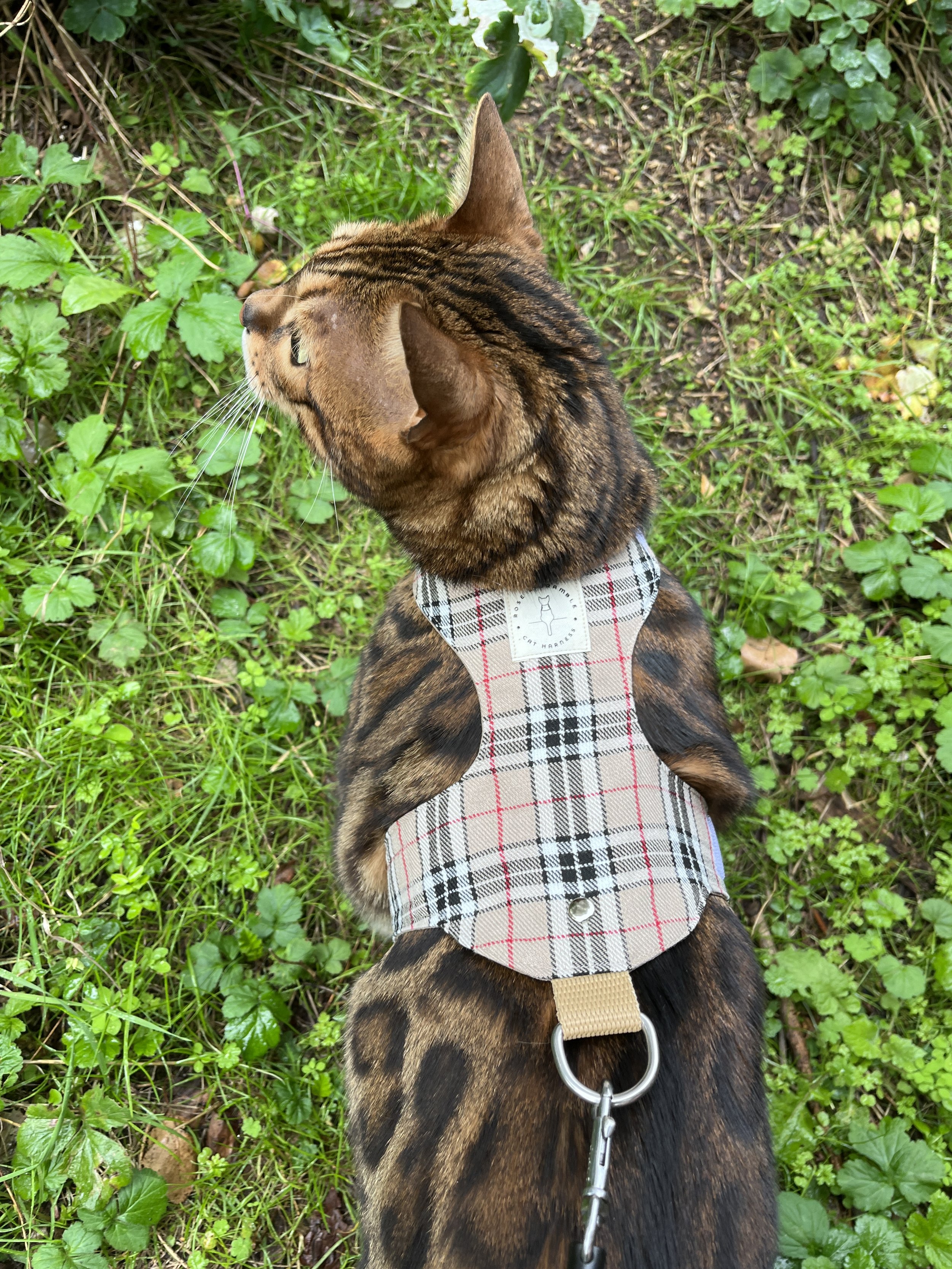 Cat harness Escape proof, Lead,Leash,London check