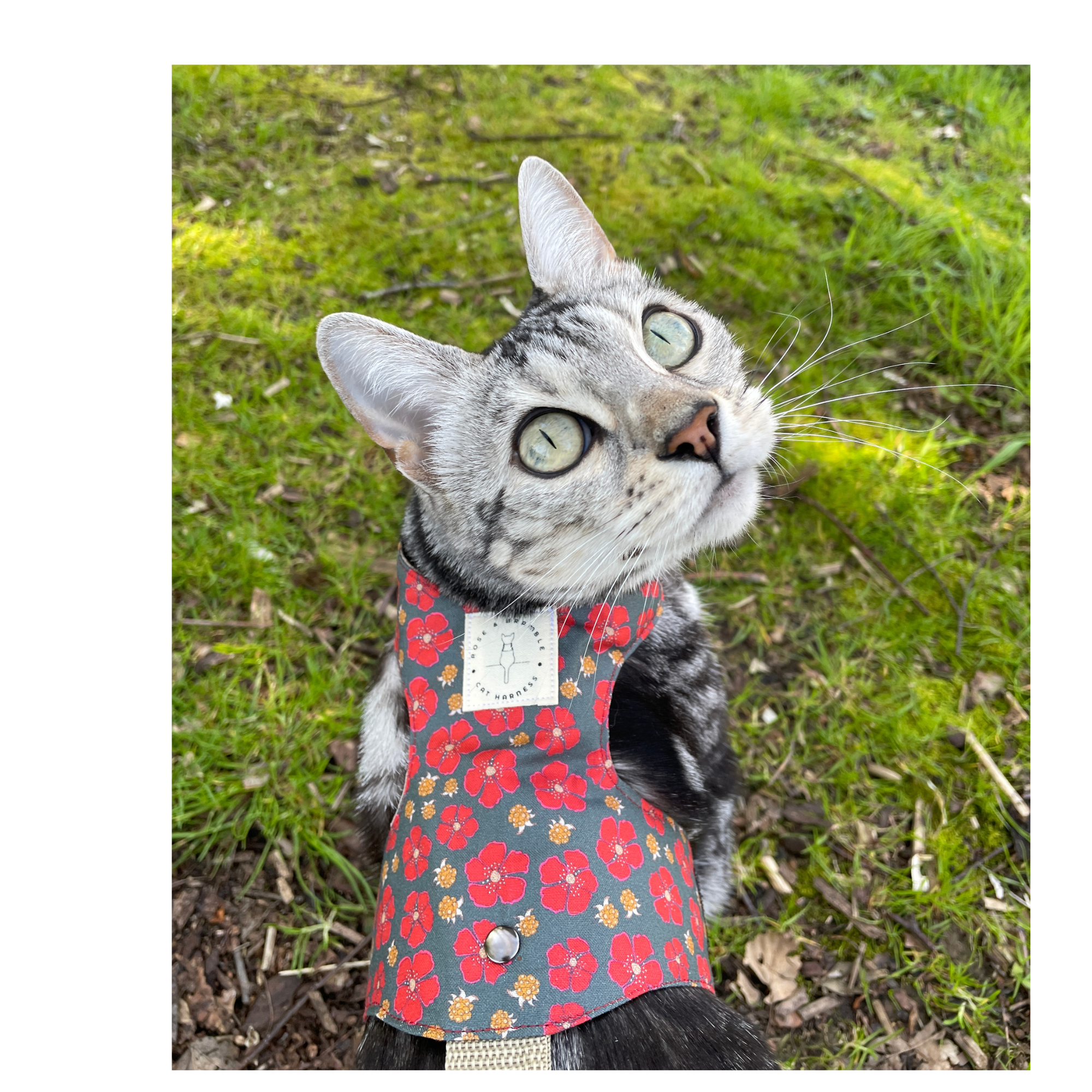 nordic berries-7.png