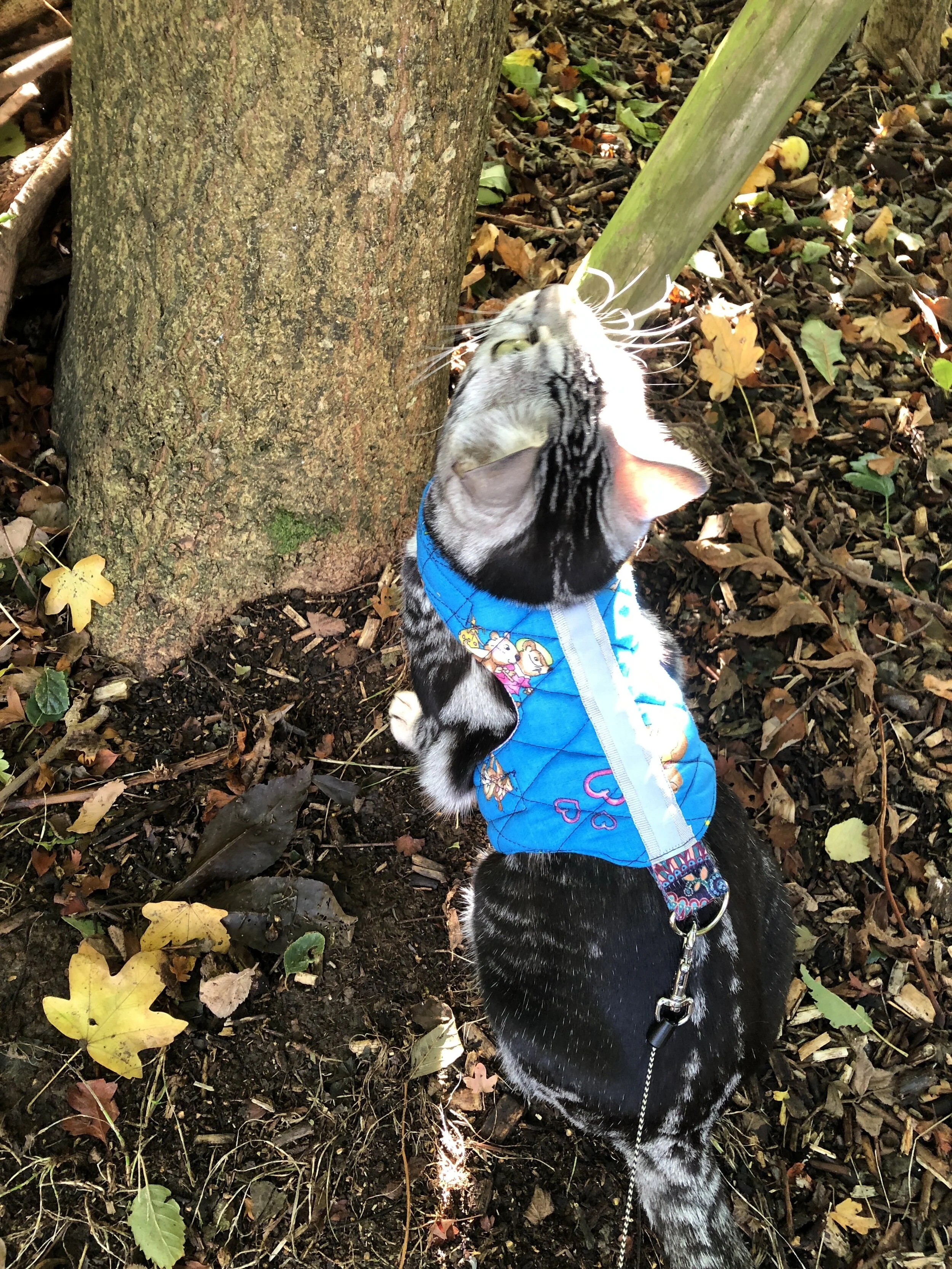 Rose and bramble Butterfly cat jacket