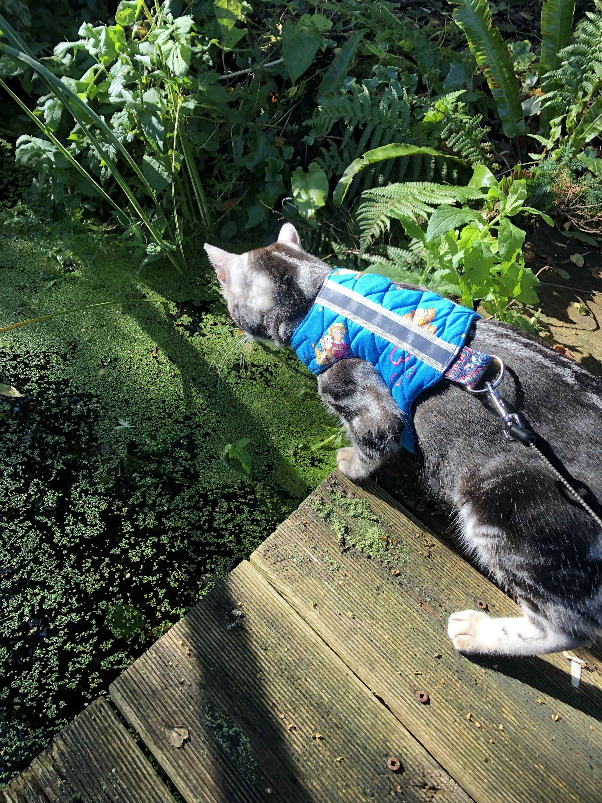 Rose and bramble Butterfly cat jacket