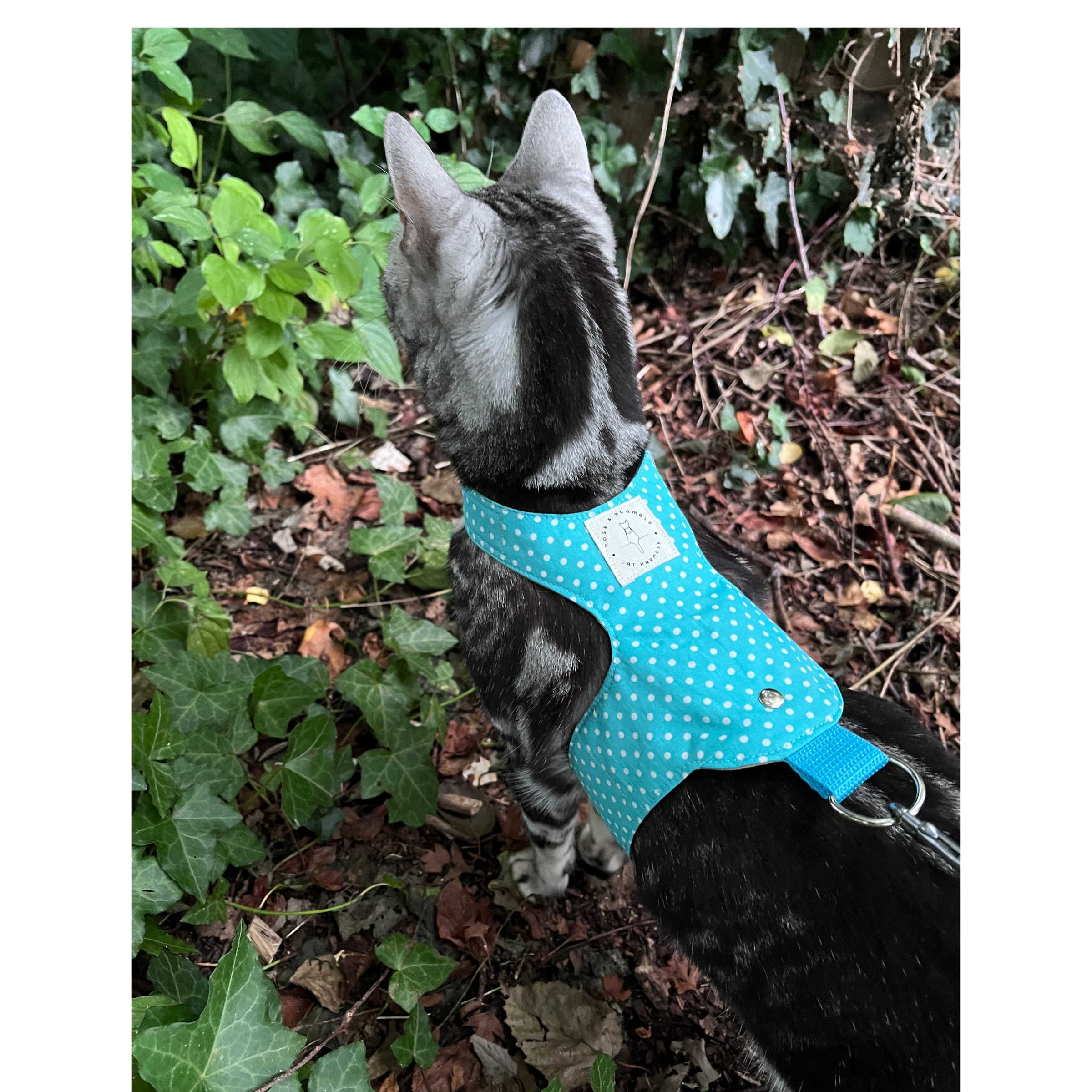 cat harness, kitten harness, escape proof, Polkadot Aqua